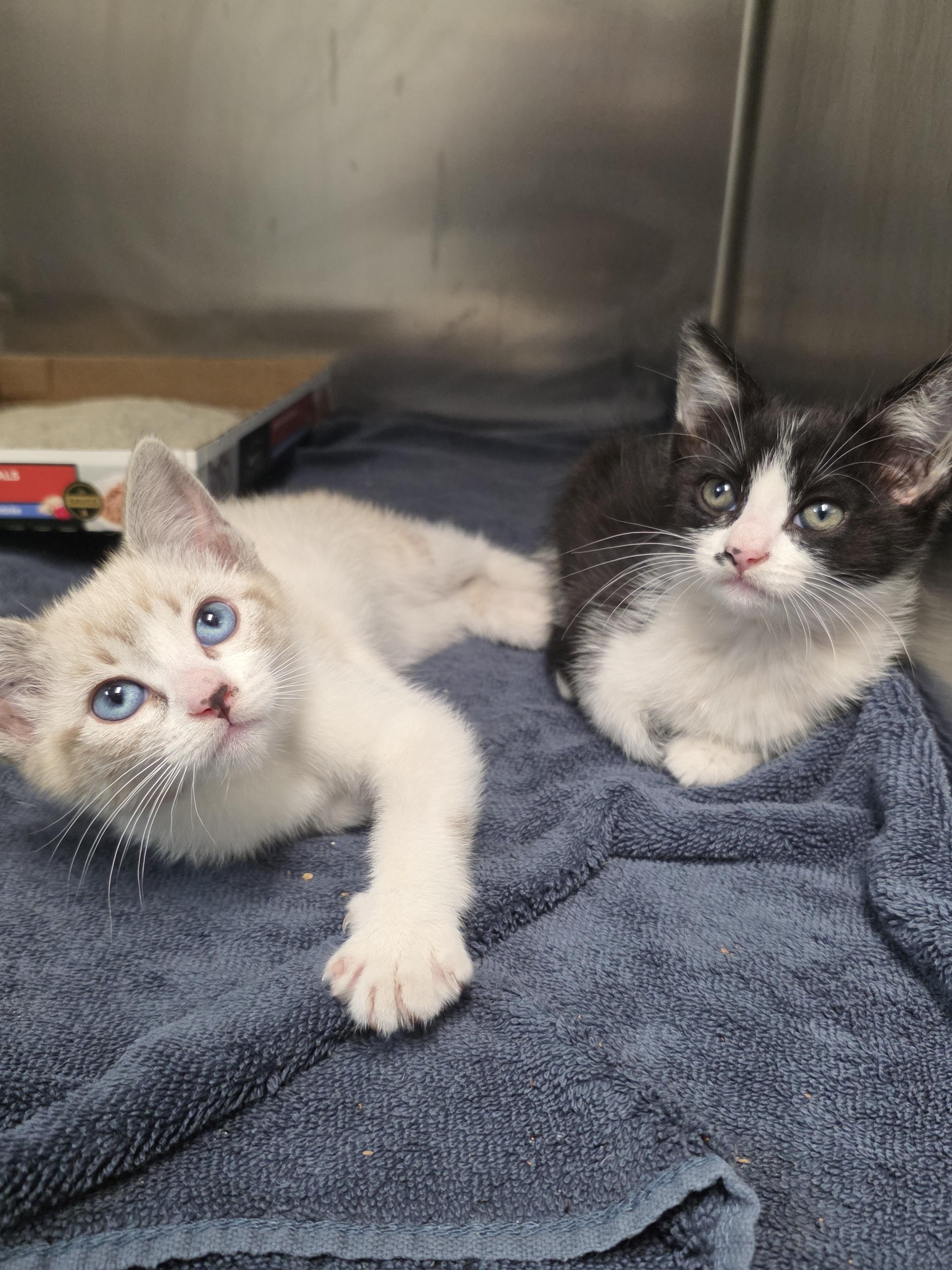 Dusty, ADOPTABLE, Kitten Female Domestic Short Hair.