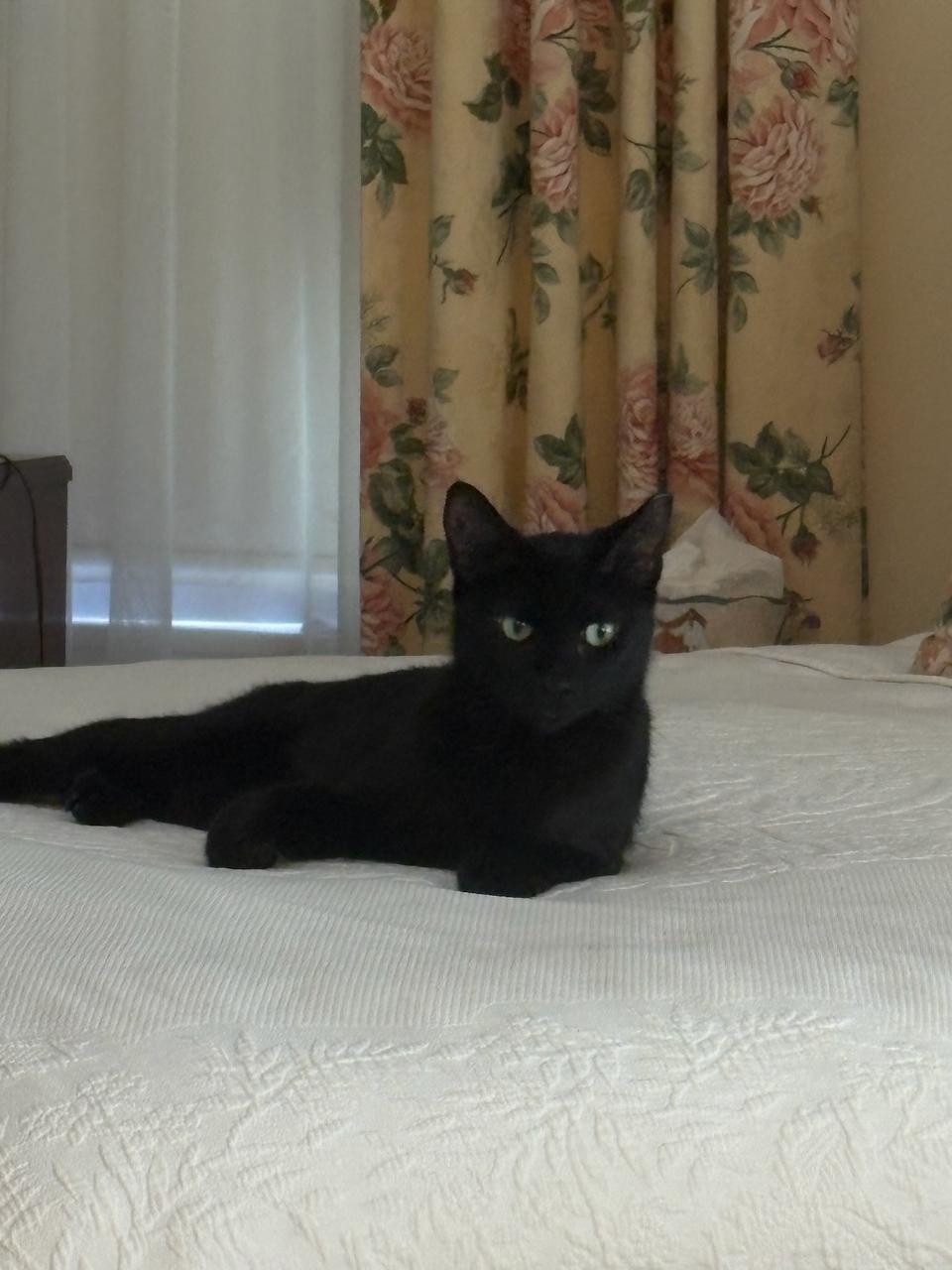 Hope, Adoptable, Adult Female Domestic Short Hair.