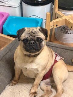 Otis, Adoptable, Young Male Pug.
