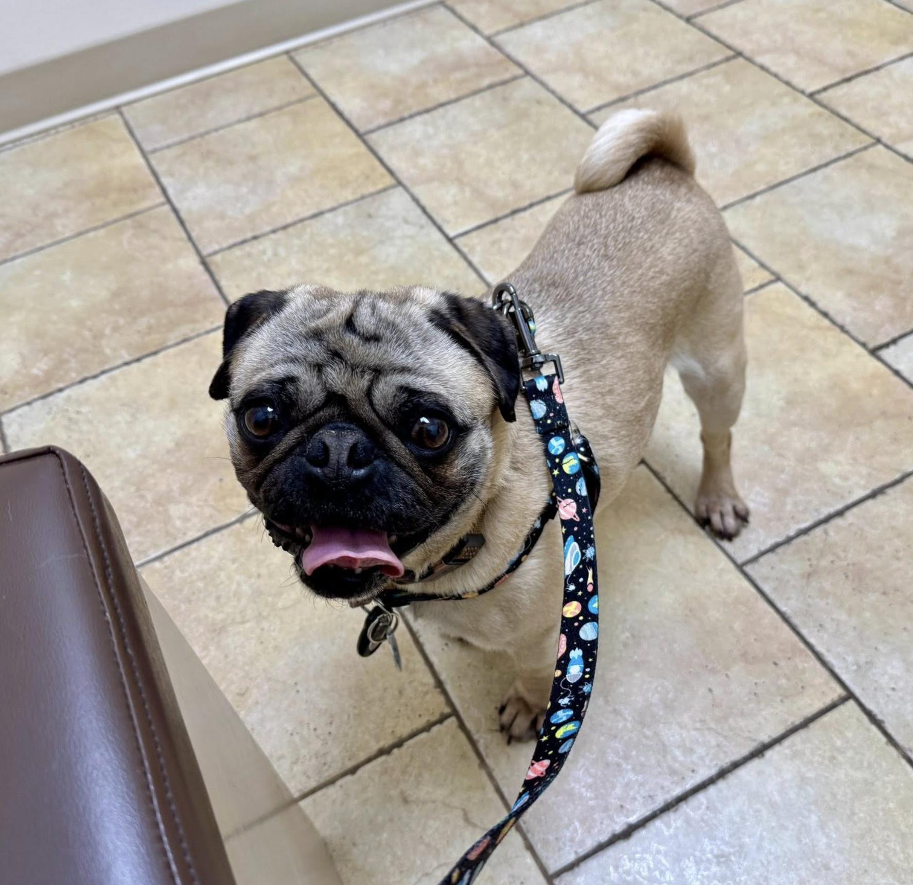 Enlarge Otis, a Adoptable Pug in Seattle, WA image 2/2