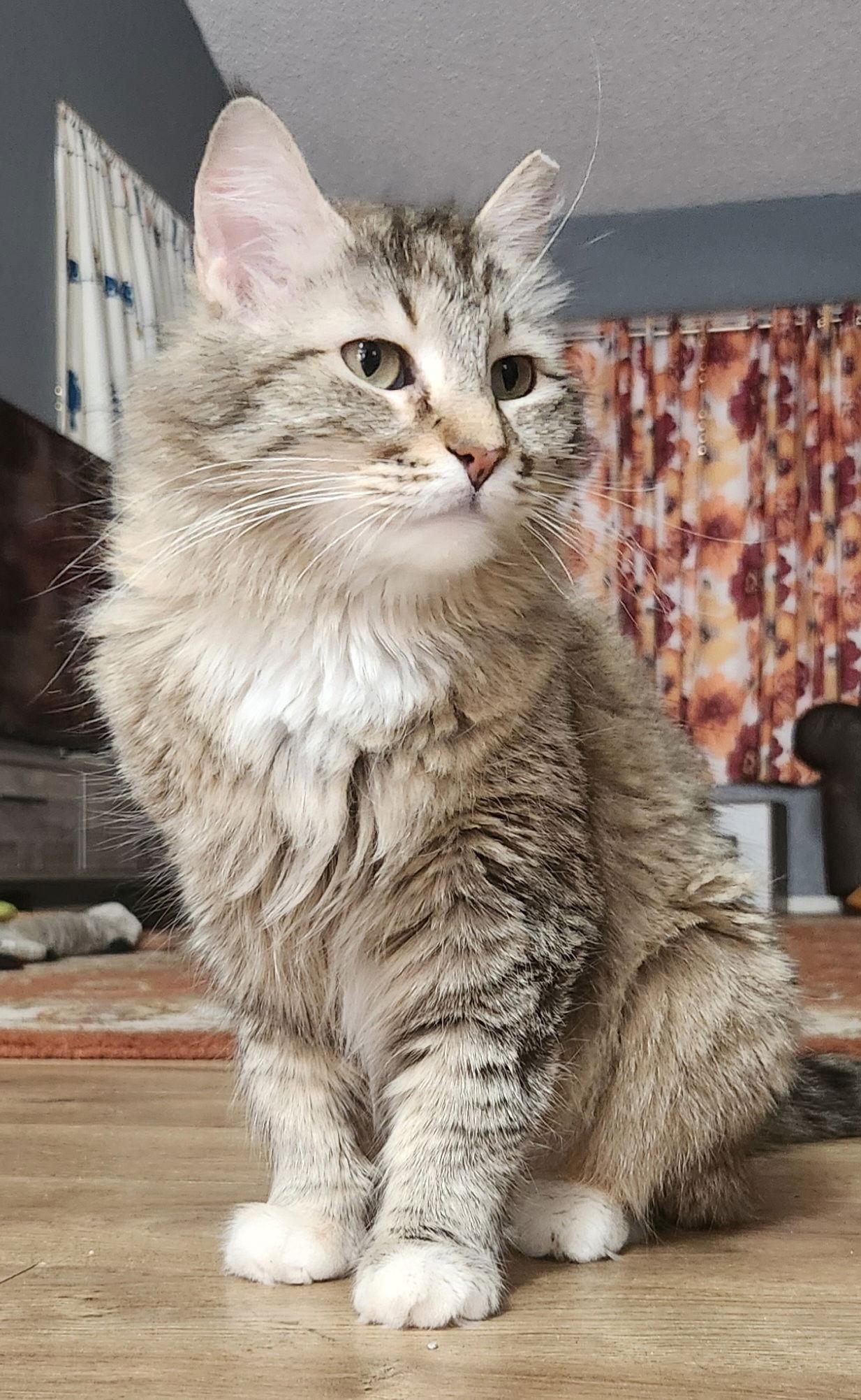 Enlarge Mystery, a Adopted Domestic Medium Hair in Phoenix, AZ image 1/3