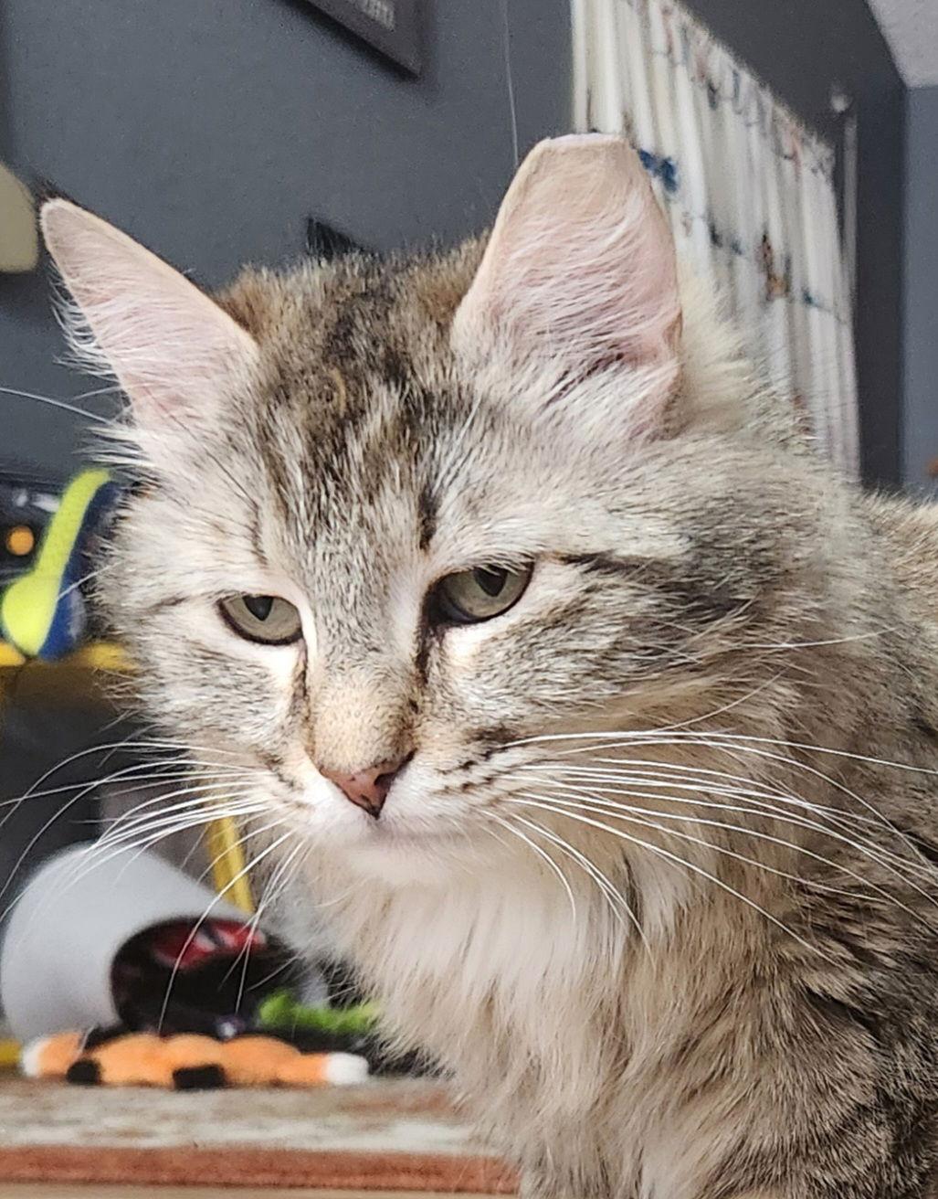 Enlarge Mystery, a Adopted Domestic Medium Hair in Phoenix, AZ image 2/3