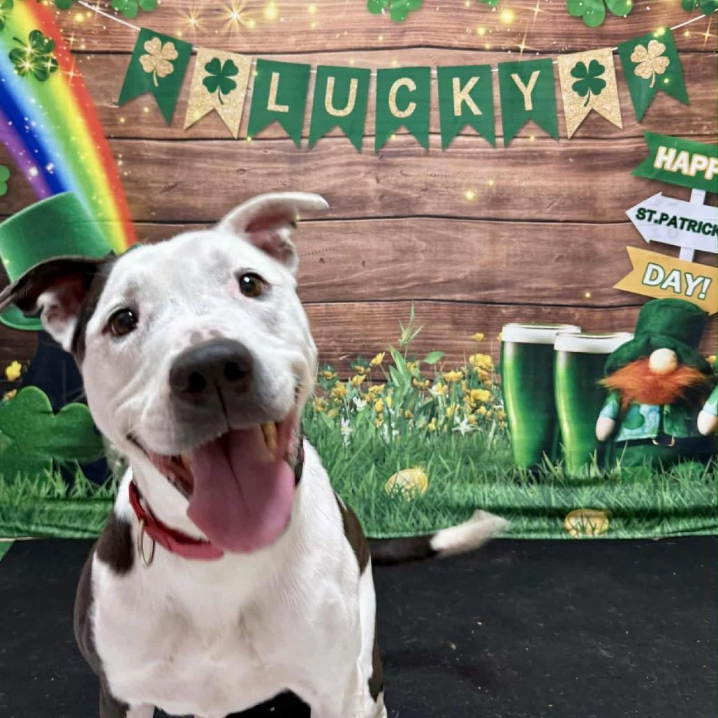 Cookie, Adoptable, Senior Female English Bulldog & Mixed Breed.