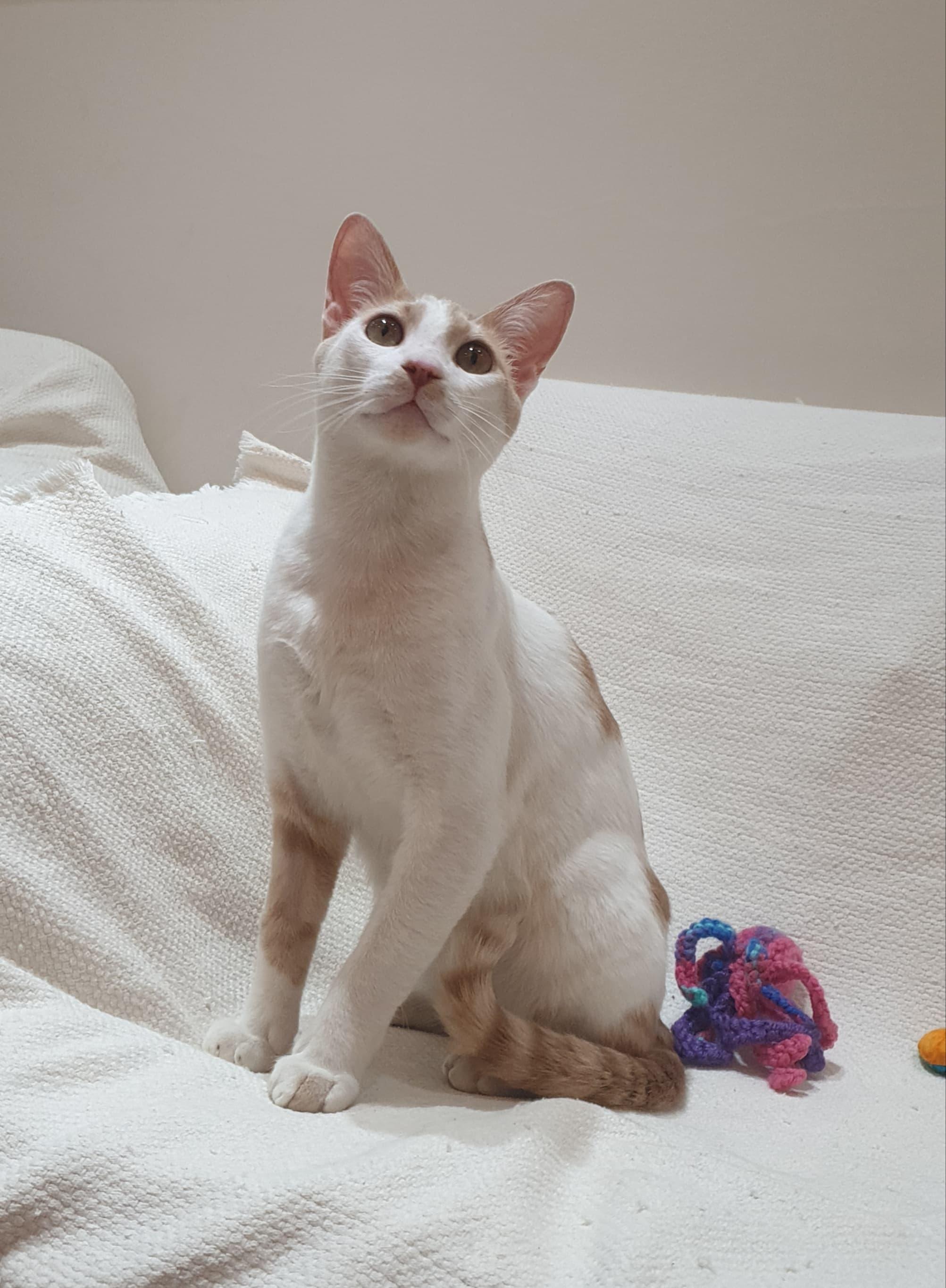 Enlarge Phoenix Playful, loving boy - Good with cat-friendly dogs, a ADOPTABLE Domestic Short Hair in North York, ON image 5/6