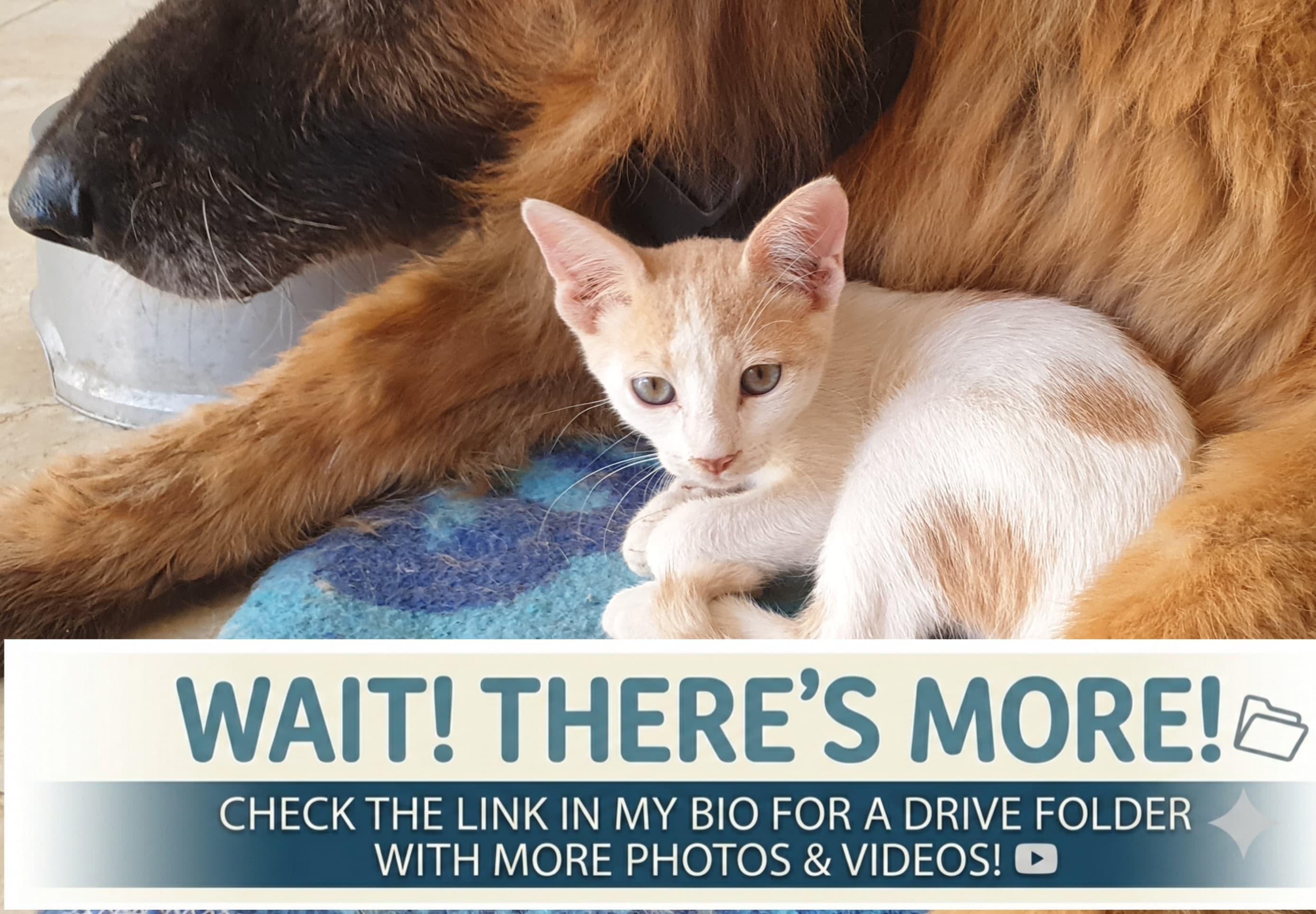 Enlarge Phoenix Playful, loving boy - Good with cat-friendly dogs, a ADOPTABLE Domestic Short Hair in North York, ON image 3/6