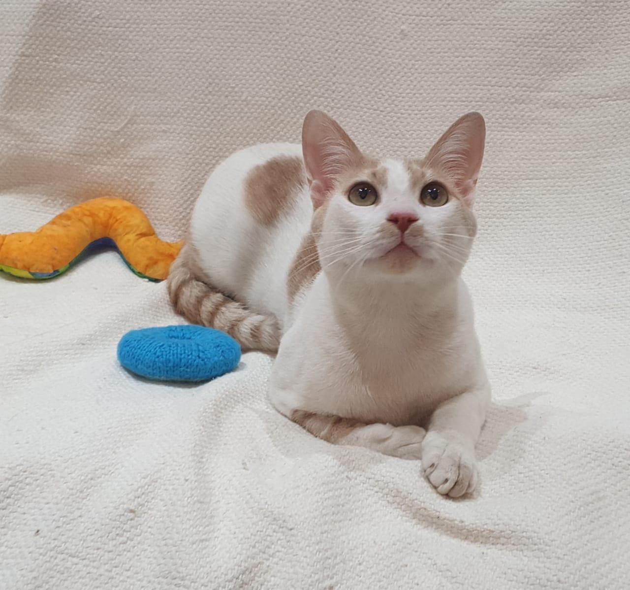 Enlarge Phoenix Playful, loving boy - Good with cat-friendly dogs, a ADOPTABLE Domestic Short Hair in North York, ON image 2/6