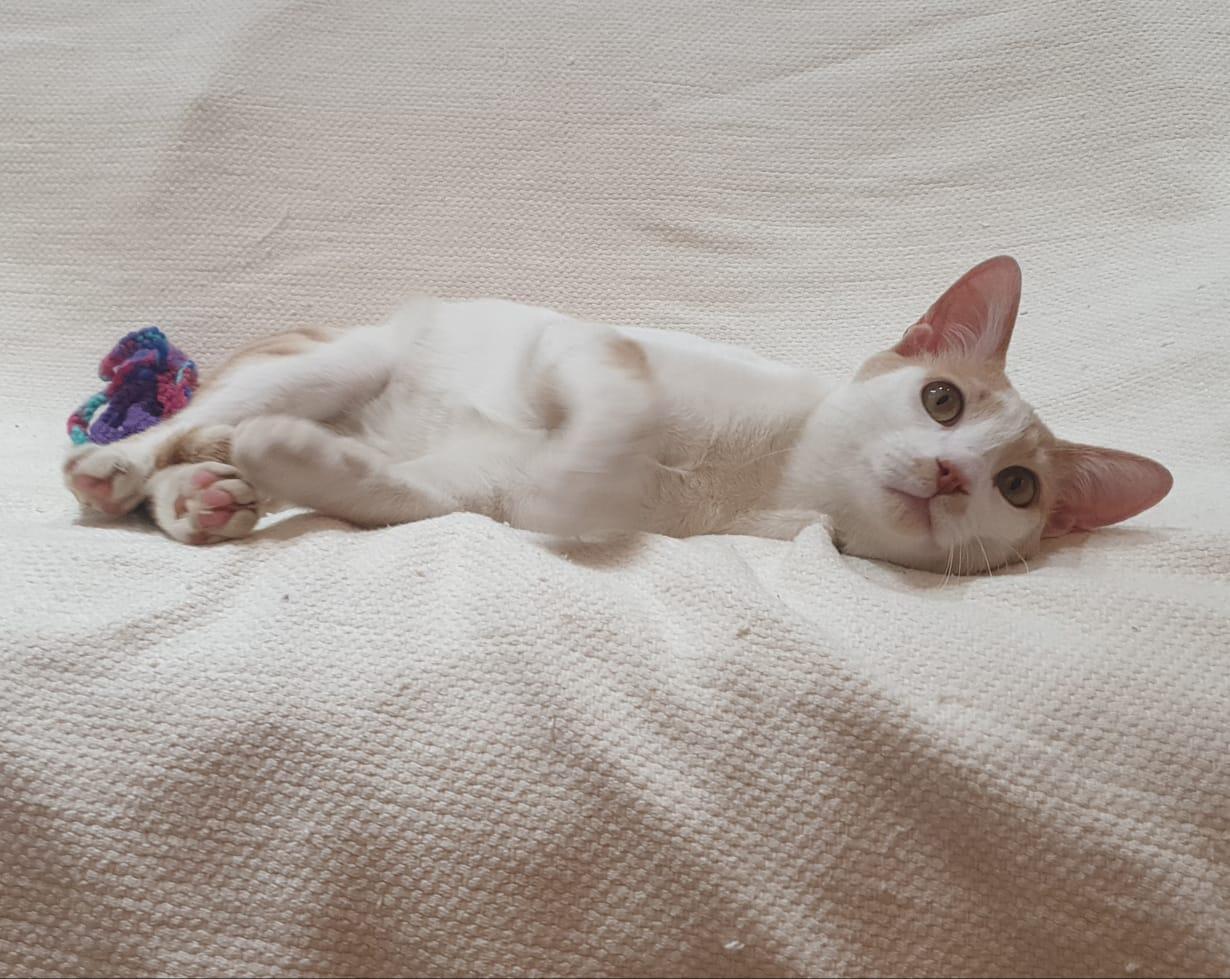 Enlarge Phoenix Playful, loving boy - Good with cat-friendly dogs, a ADOPTABLE Domestic Short Hair in North York, ON image 6/6
