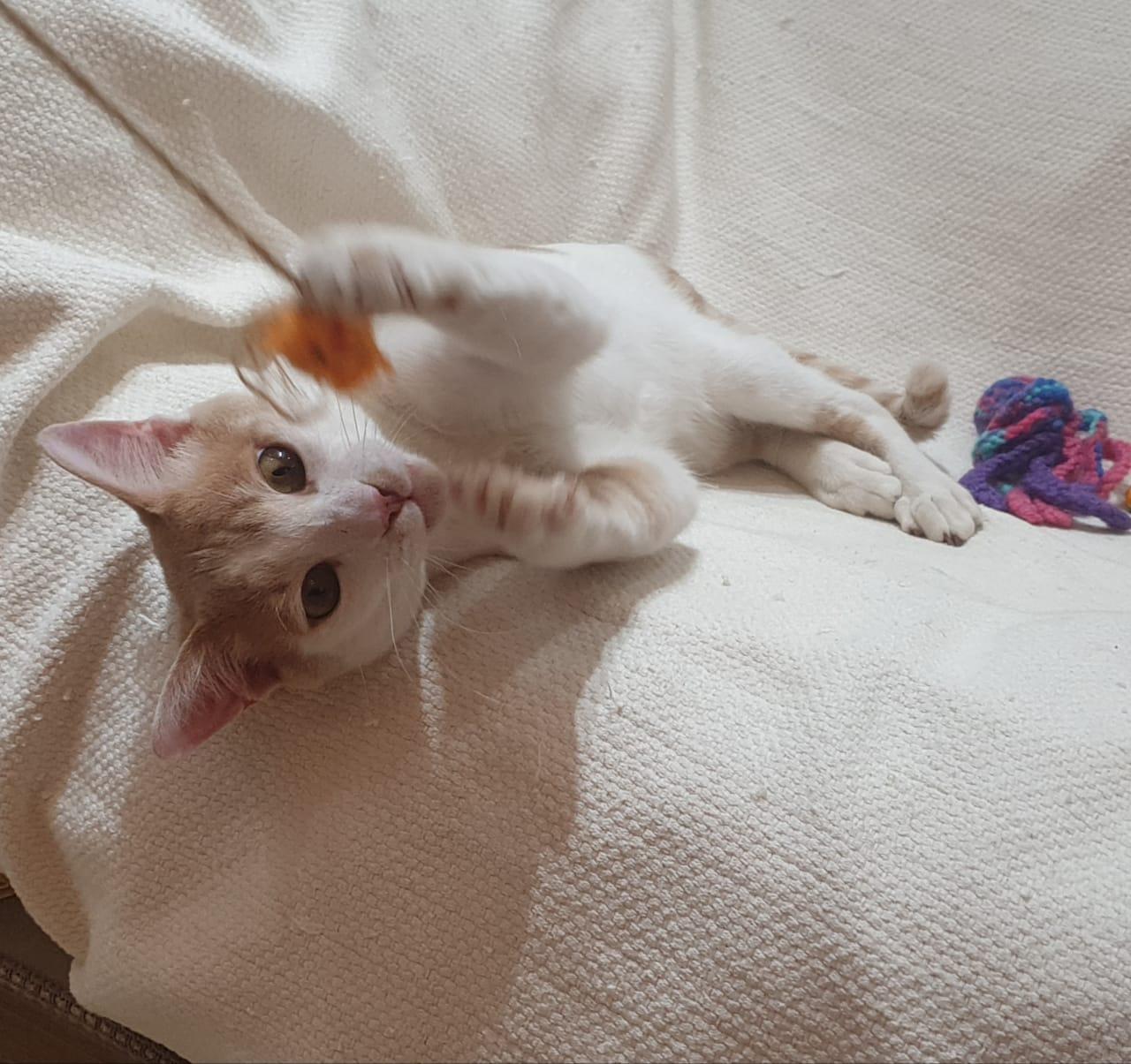 Enlarge Phoenix Playful, loving boy - Good with cat-friendly dogs, a ADOPTABLE Domestic Short Hair in North York, ON image 4/6