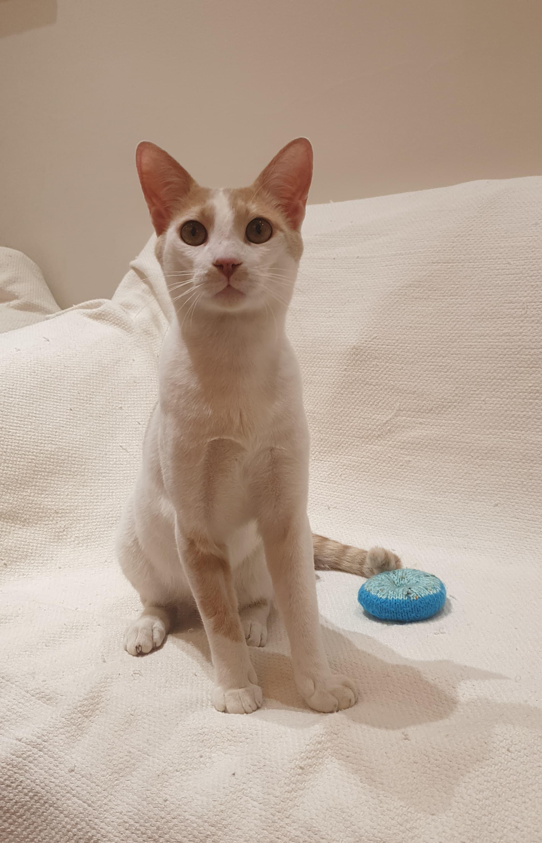 Enlarge Phoenix Playful, loving boy - Good with cat-friendly dogs, a ADOPTABLE Domestic Short Hair in North York, ON image 1/6