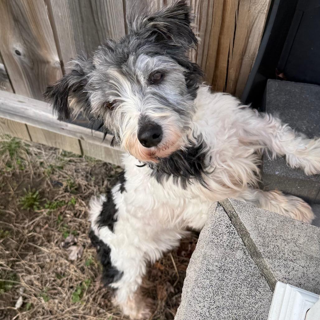 Silas, Adoptable, Adult Male Mixed Breed & Mixed Breed.