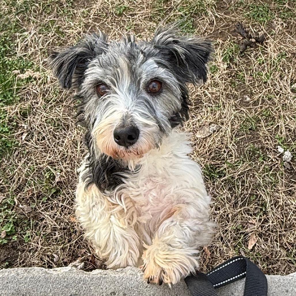 Enlarge Silas, a Adoptable mixed breed in Staten Island, NY image 2/4