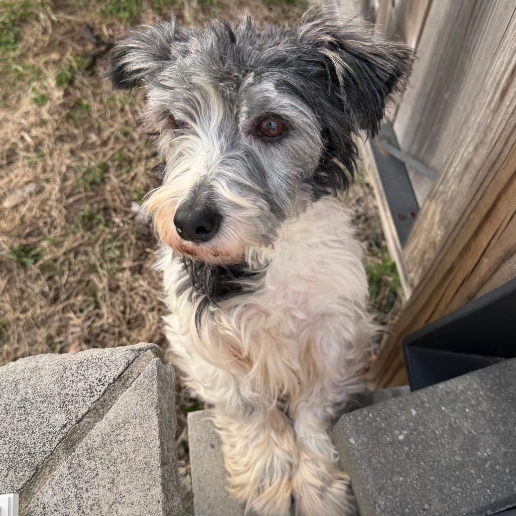 Enlarge Silas, a Adoptable mixed breed in Staten Island, NY image 3/4