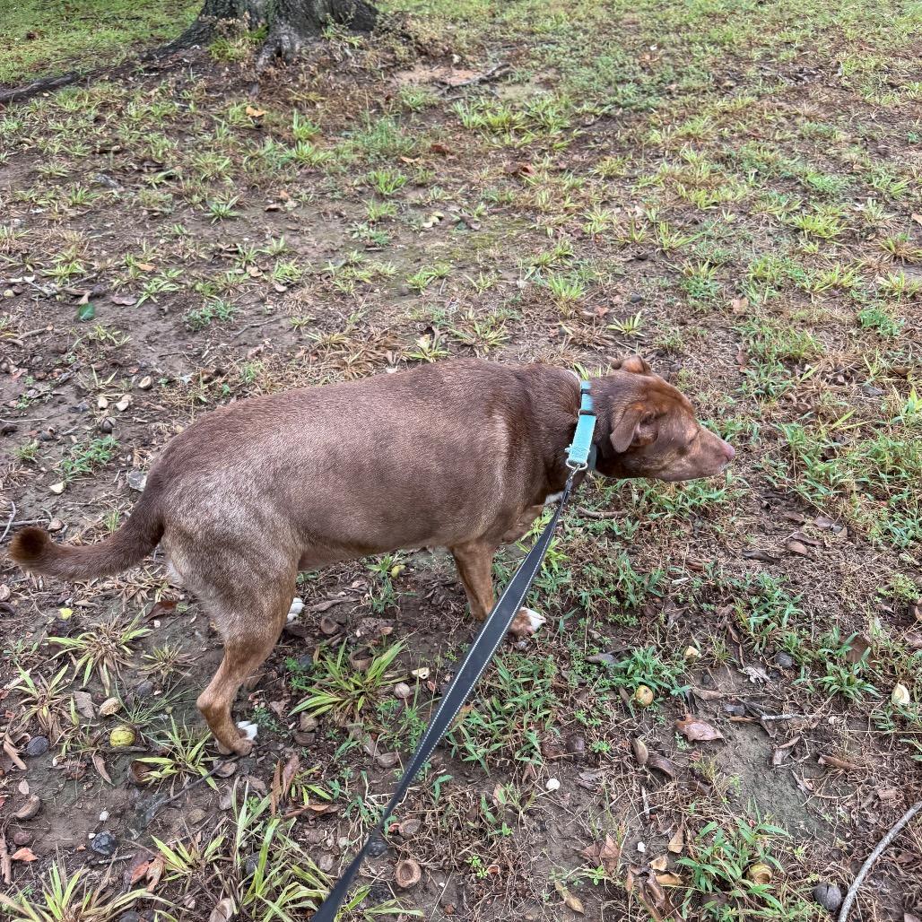 Max, Adoptable, Young Male Pit Bull Terrier.