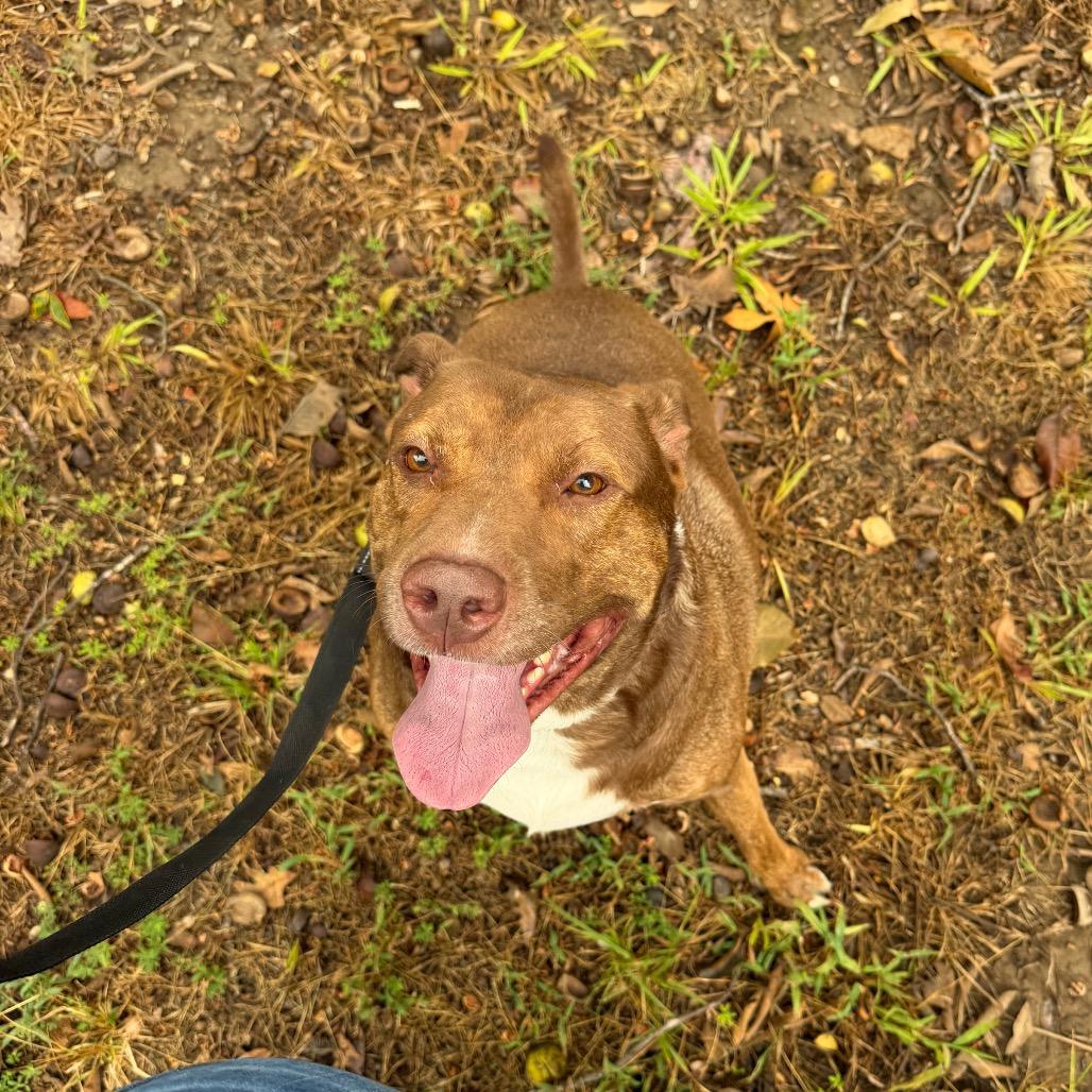 Enlarge Max, a Adoptable Pit Bull Terrier in Princeton, KY image 2/2