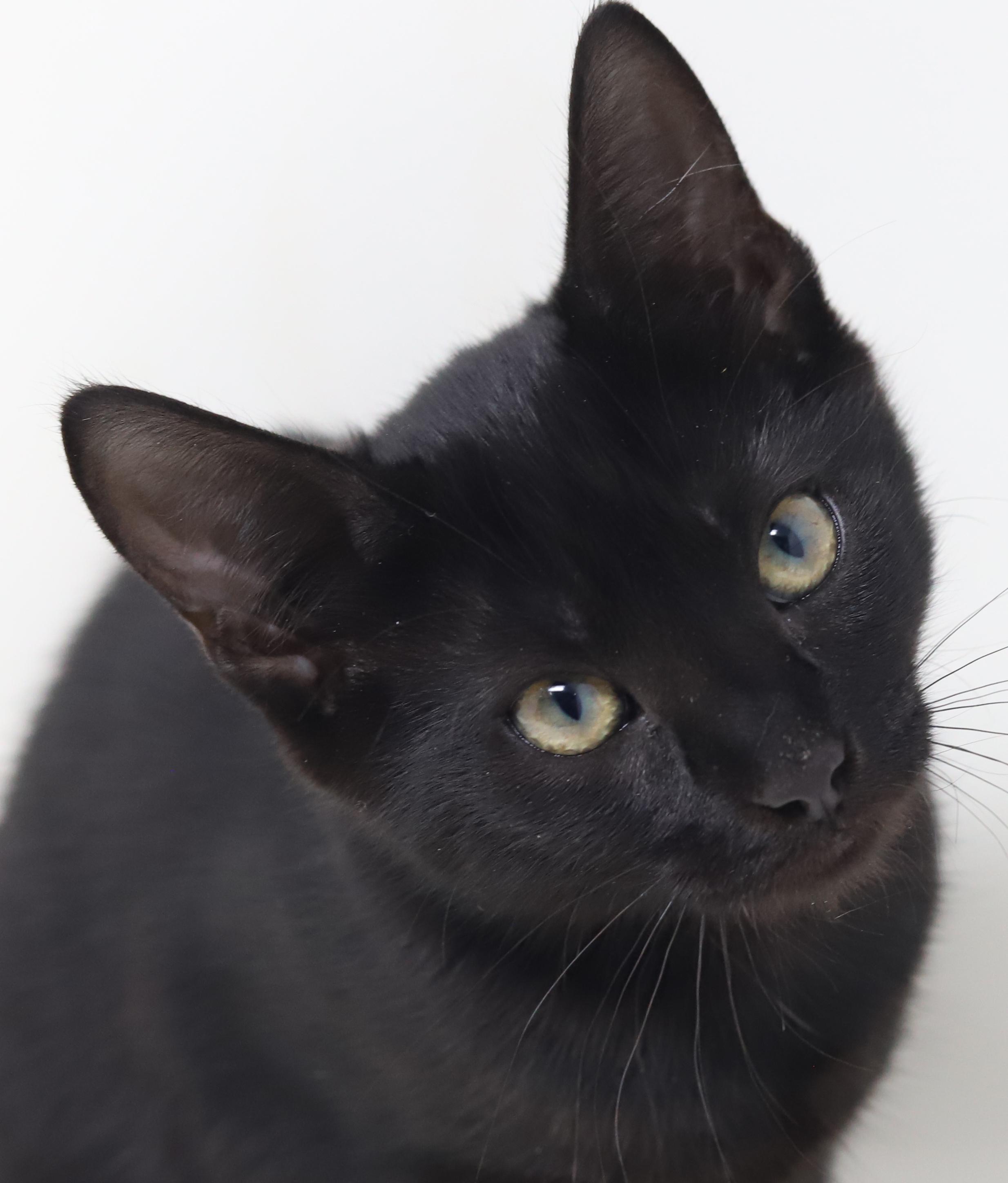 Enlarge Moxie is simply magic!  Mushy sleek and just wonderful!  , a Adoptable Bombay in Bedford Hills, NY image 3/6