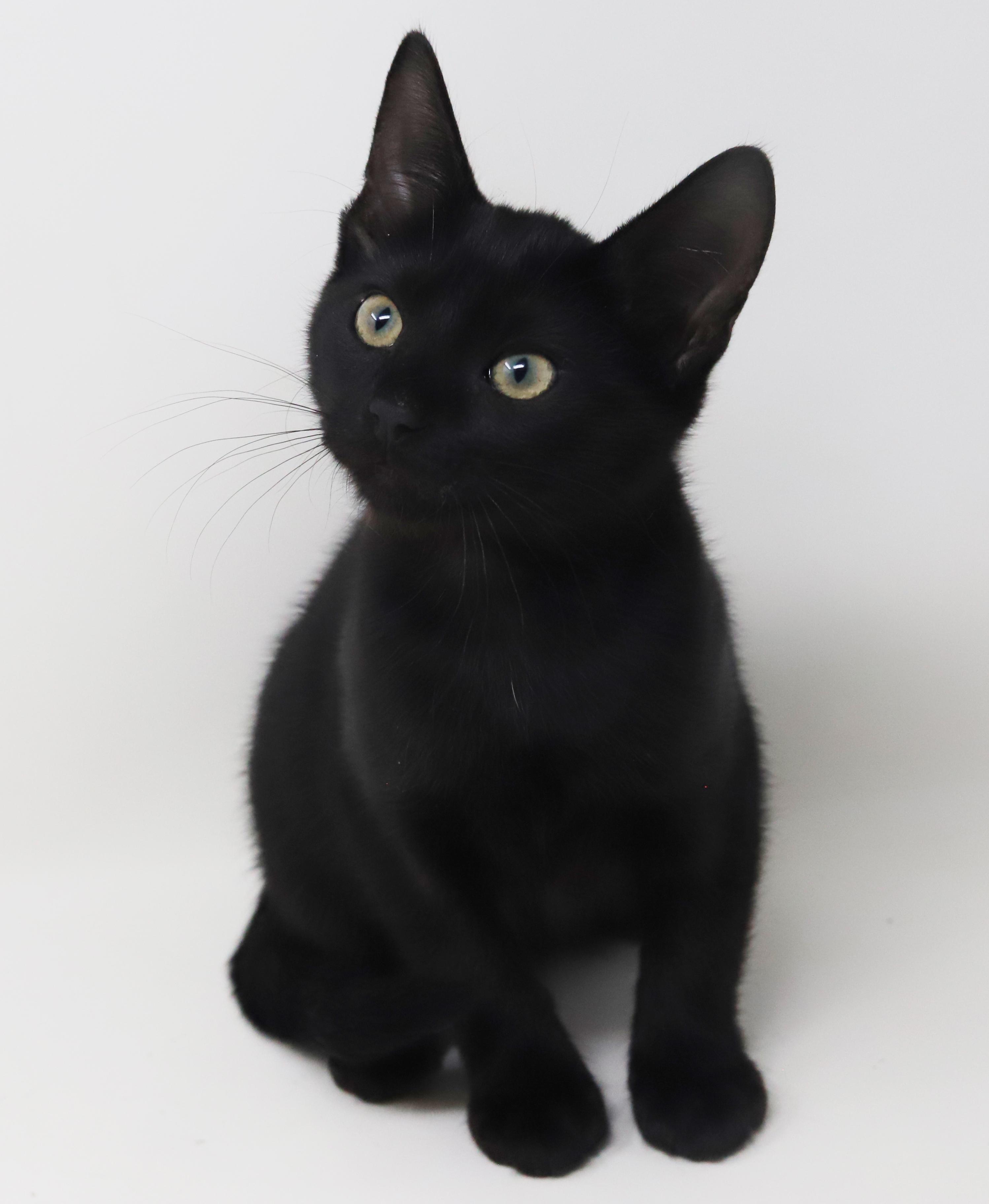 Enlarge Moxie is simply magic!  Mushy sleek and just wonderful!  , a Adoptable Bombay in Bedford Hills, NY image 4/6