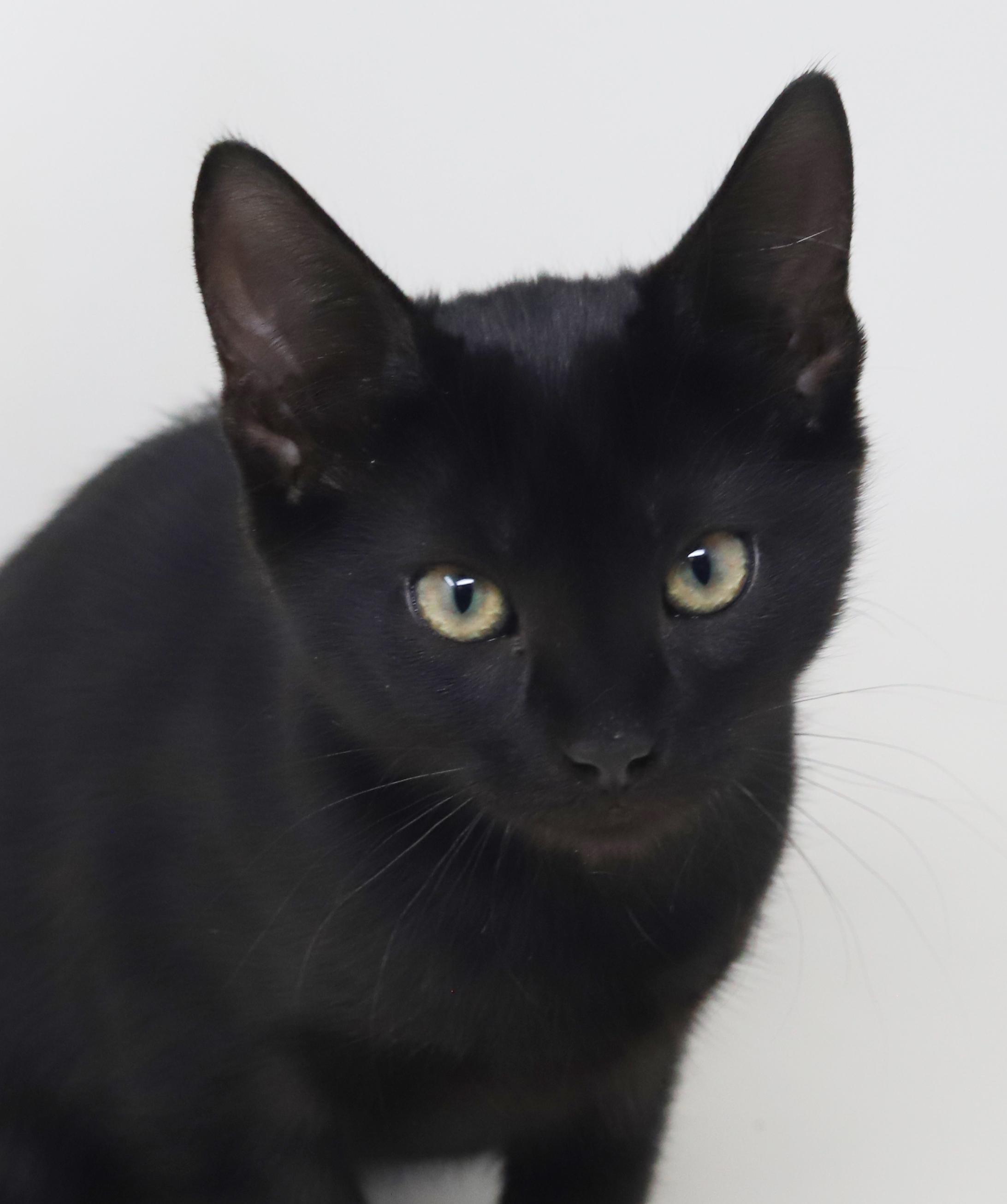 Enlarge Moxie is simply magic!  Mushy sleek and just wonderful!  , a Adoptable Bombay in Bedford Hills, NY image 6/6