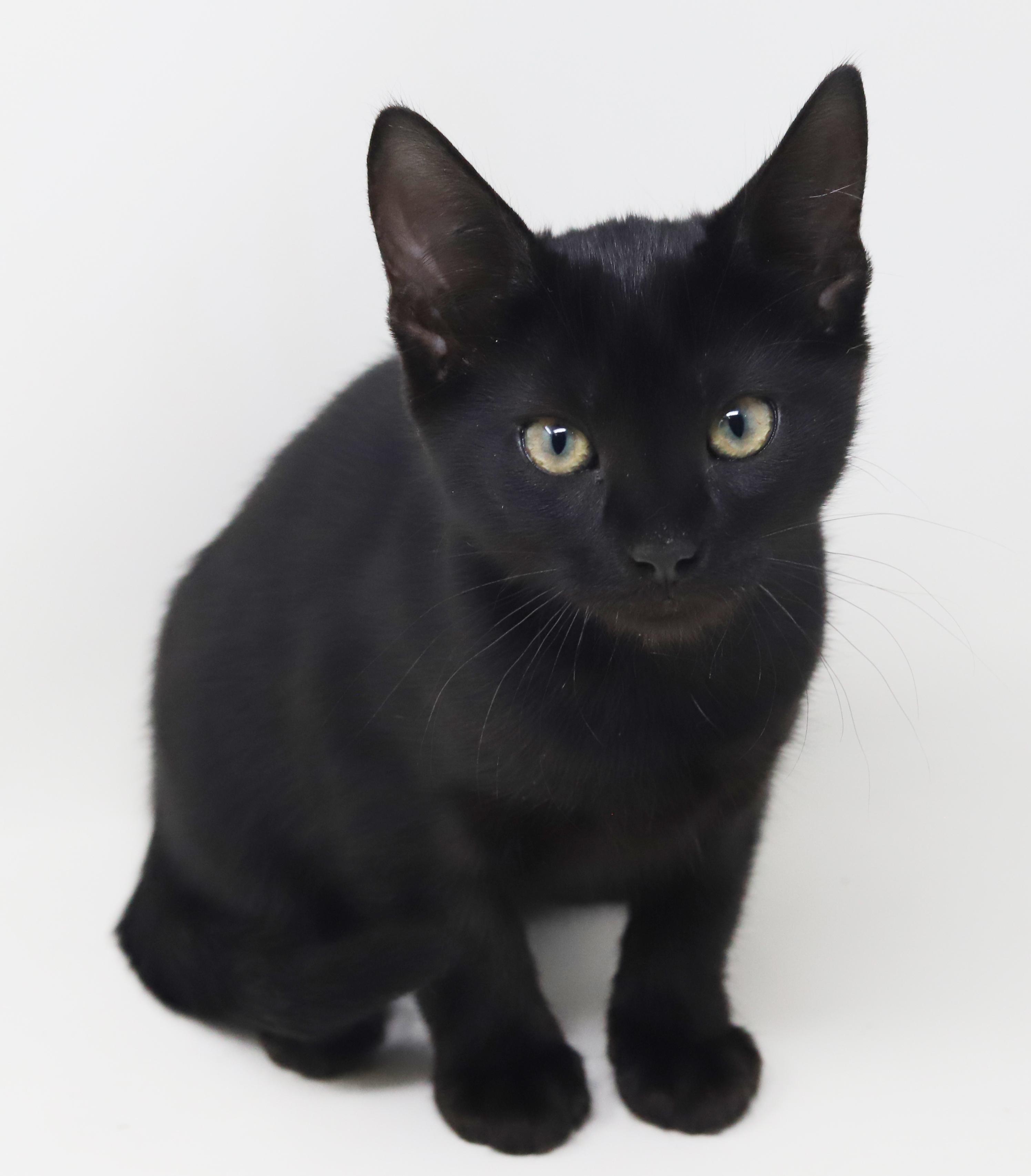 Enlarge Moxie is simply magic!  Mushy sleek and just wonderful!  , a Adoptable Bombay in Bedford Hills, NY image 5/6