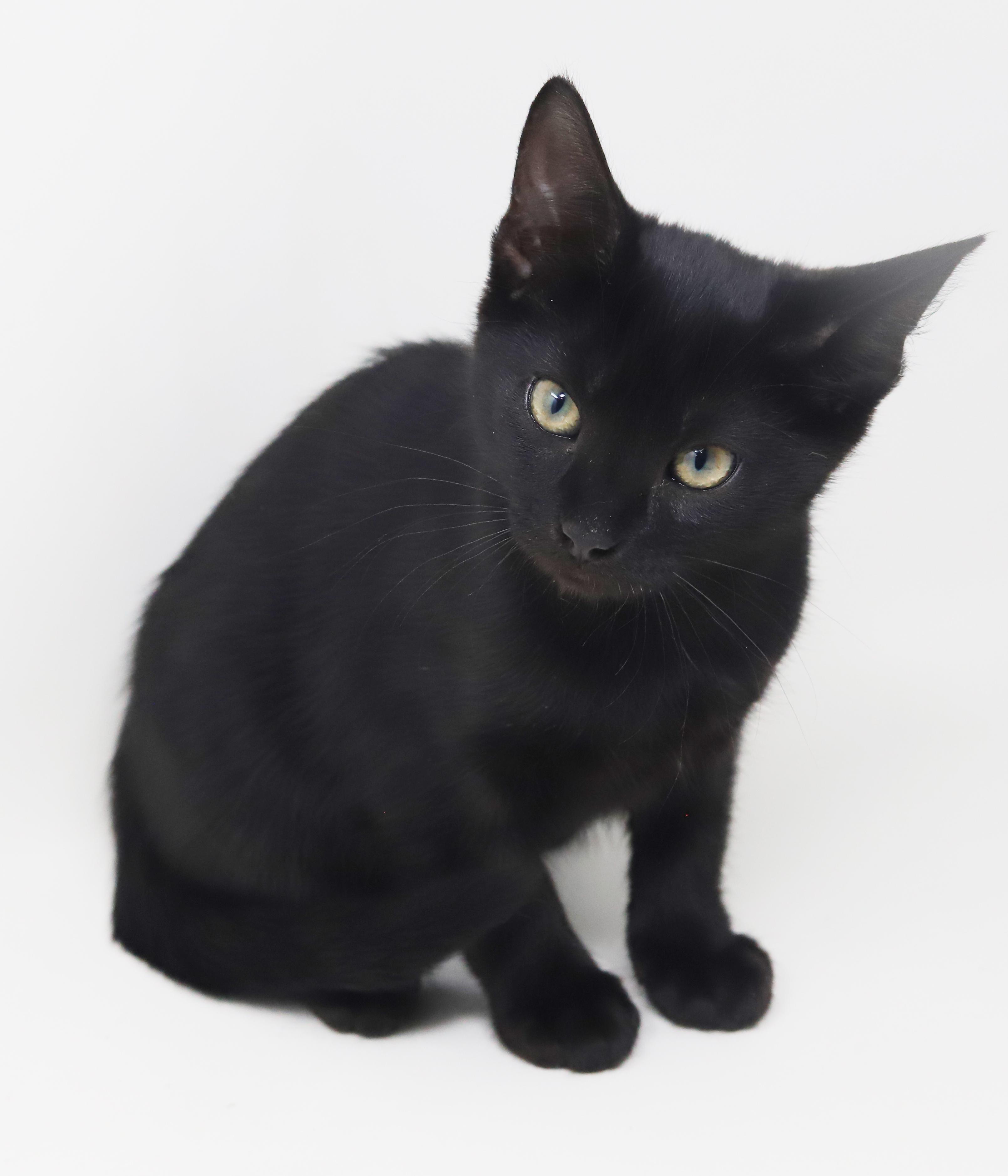 Enlarge Moxie is simply magic!  Mushy sleek and just wonderful!  , a Adoptable Bombay in Bedford Hills, NY image 2/6