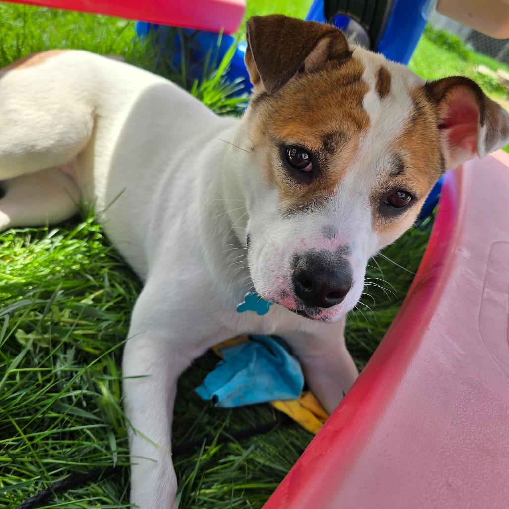 Sally Sue, a Adoptable Mixed Breed in Owosso, MI image 4/6