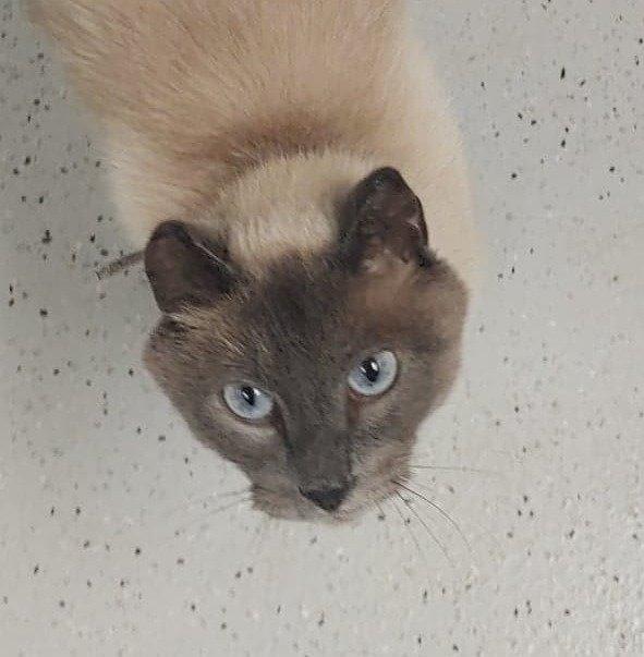 Owen (Teddy Cat), Adopted, Adult Male Siamese & Domestic Short Hair.