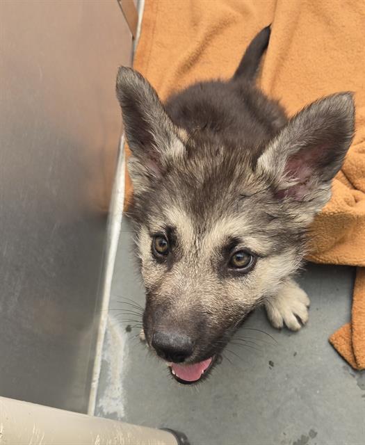 RHUBARB*, Adoptable, Puppy Female German Shepherd Dog & Mixed Breed.