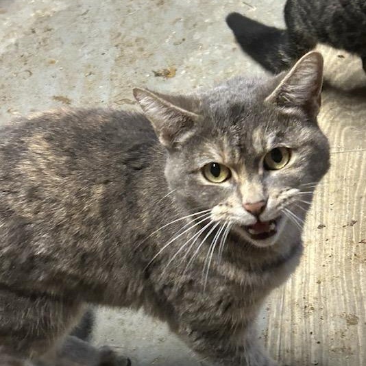 Enlarge FARRAH, a ADOPTABLE Domestic Short Hair in Vacaville, CA image 1/1
