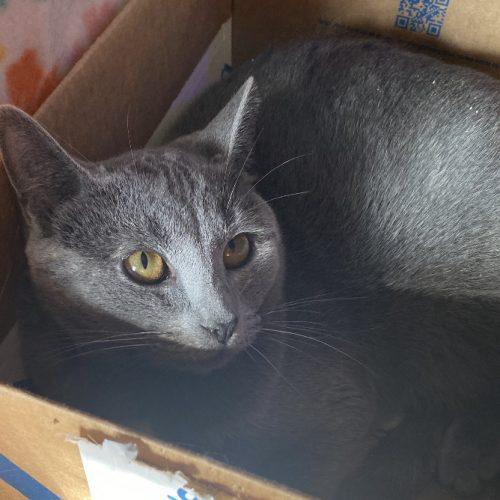 Prue, Adoptable, Young Female Dilute Tortoiseshell & Domestic Short Hair.