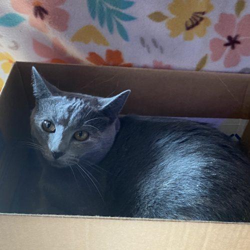 Enlarge Prue, a Adoptable mixed breed in Knoxville, TN image 2/5