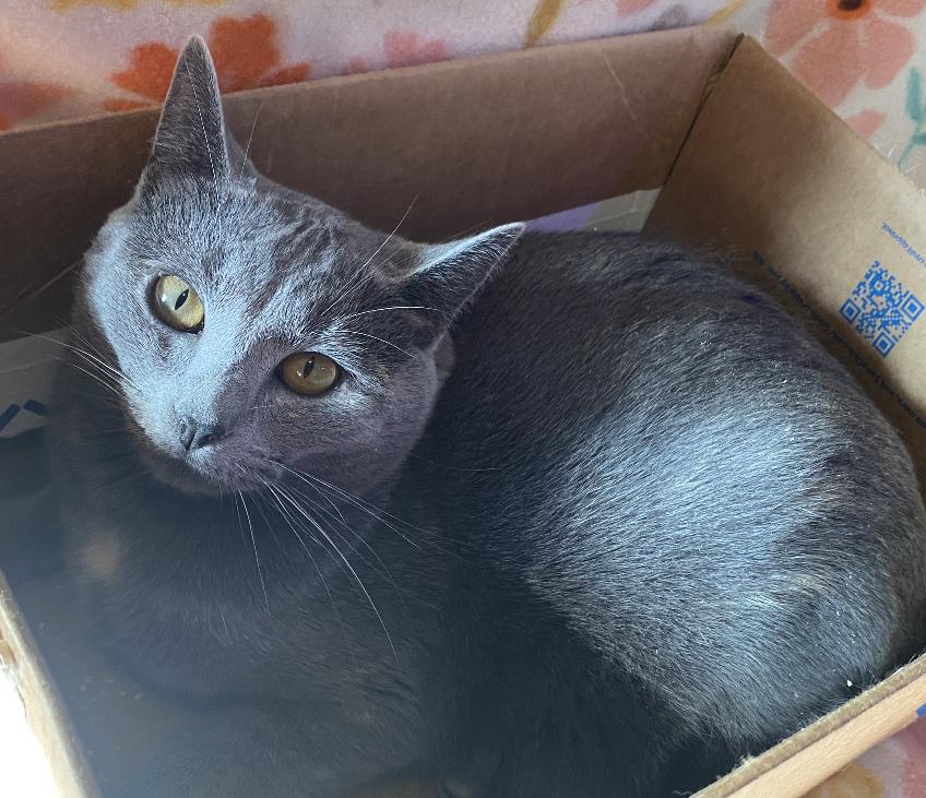 Enlarge Prue, a Adoptable mixed breed in Knoxville, TN image 5/5