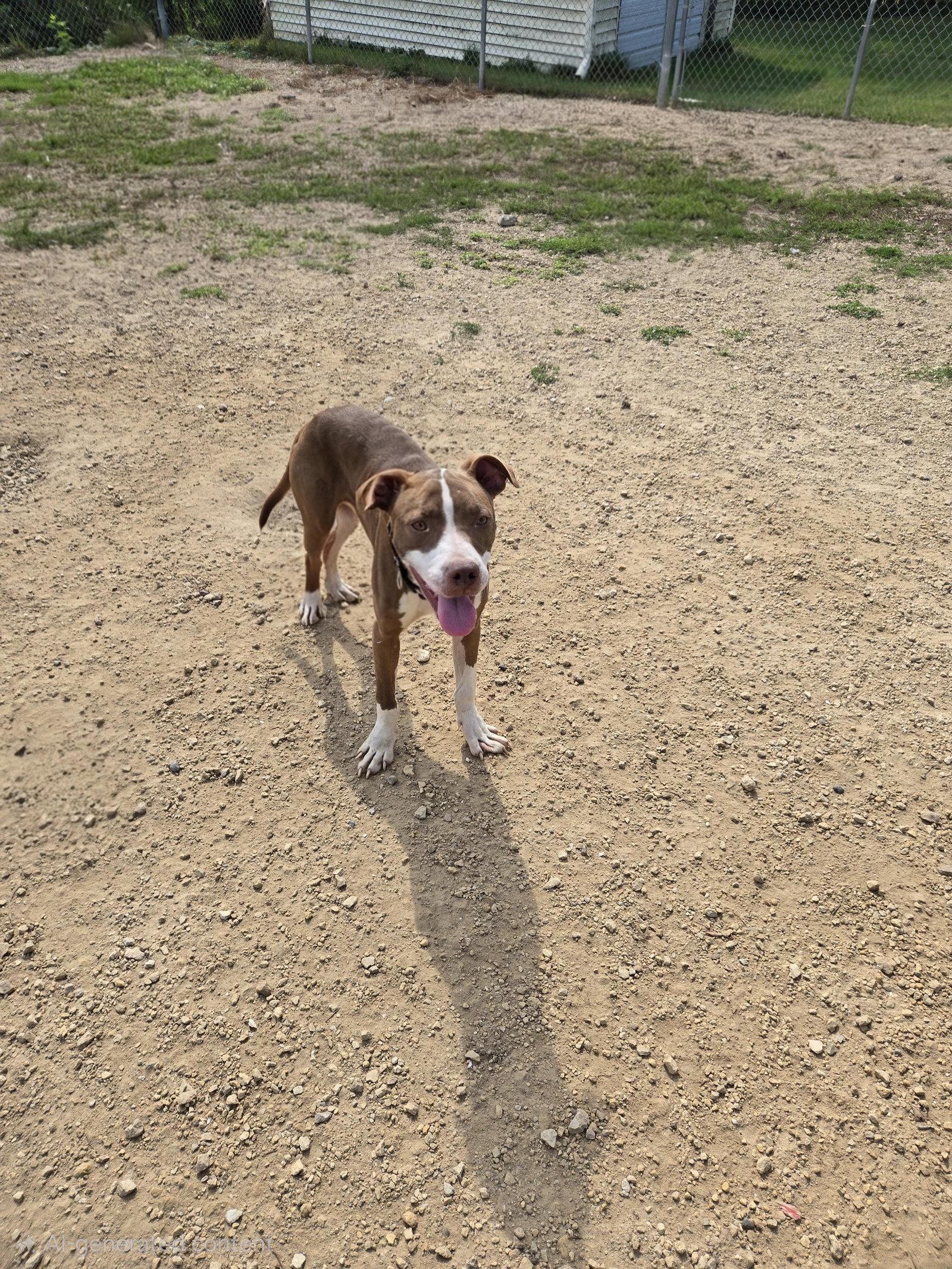 Enlarge Brutus, a Adoptable mixed breed in Maquoketa, IA image 1/3