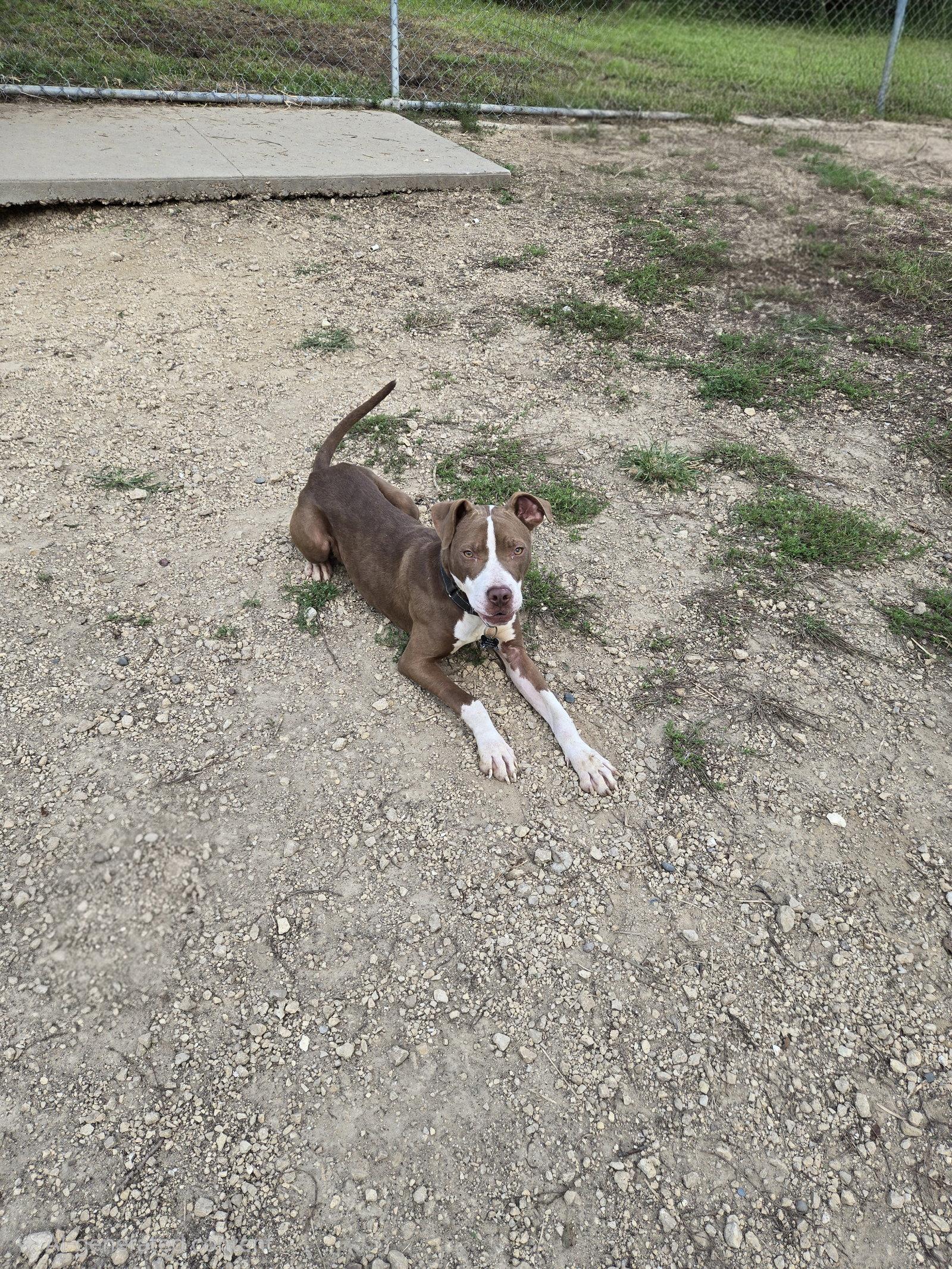 Enlarge Brutus, a Adoptable mixed breed in Maquoketa, IA image 2/3