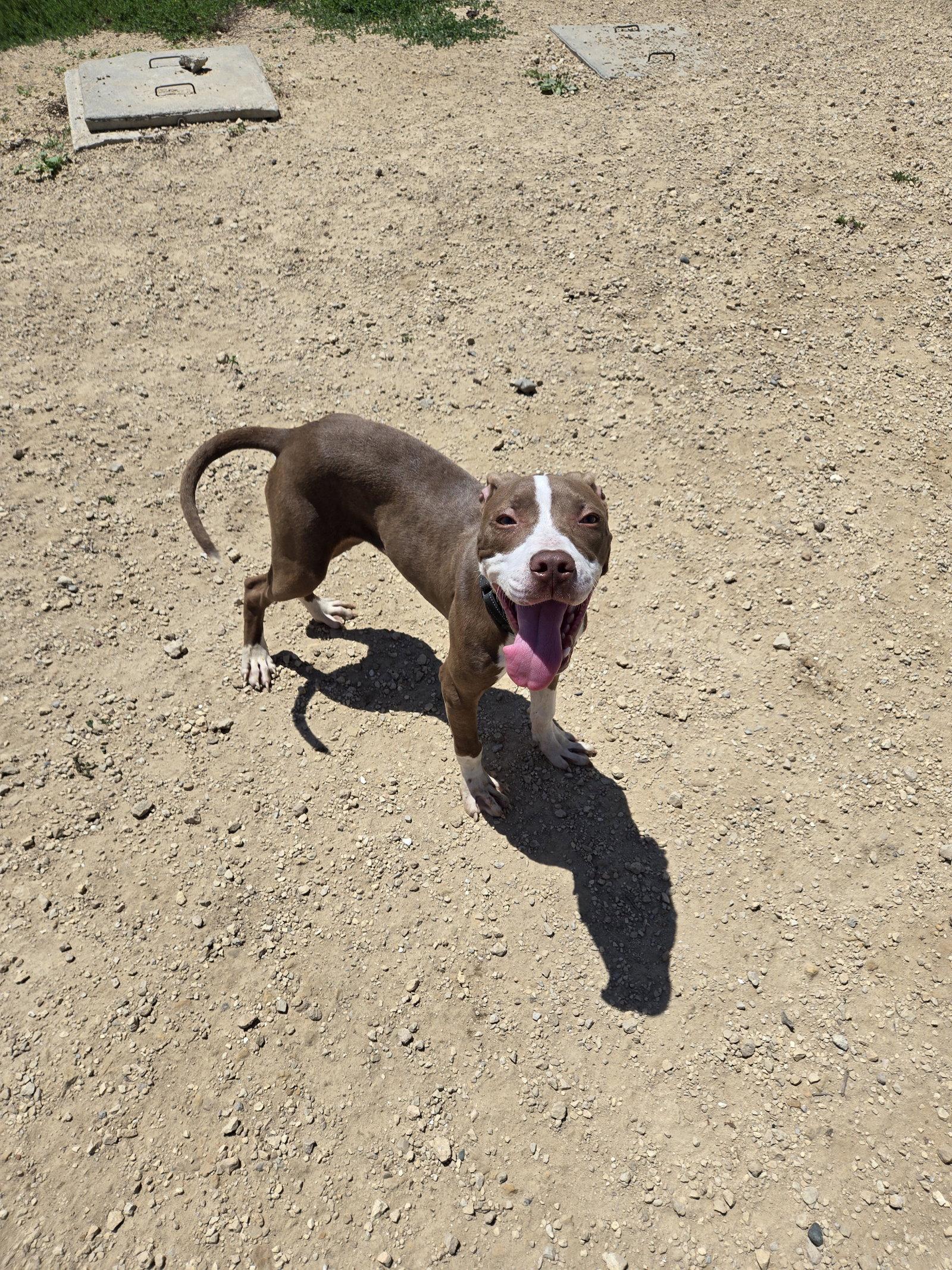 Enlarge Brutus, a Adoptable mixed breed in Maquoketa, IA image 3/3