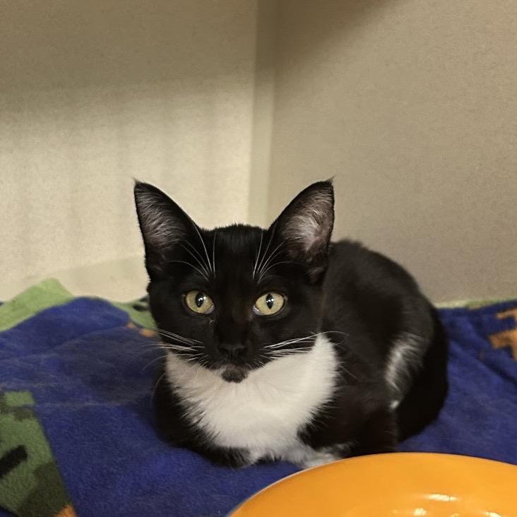 Gennifer, Adoptable, Kitten Female Domestic Short Hair.