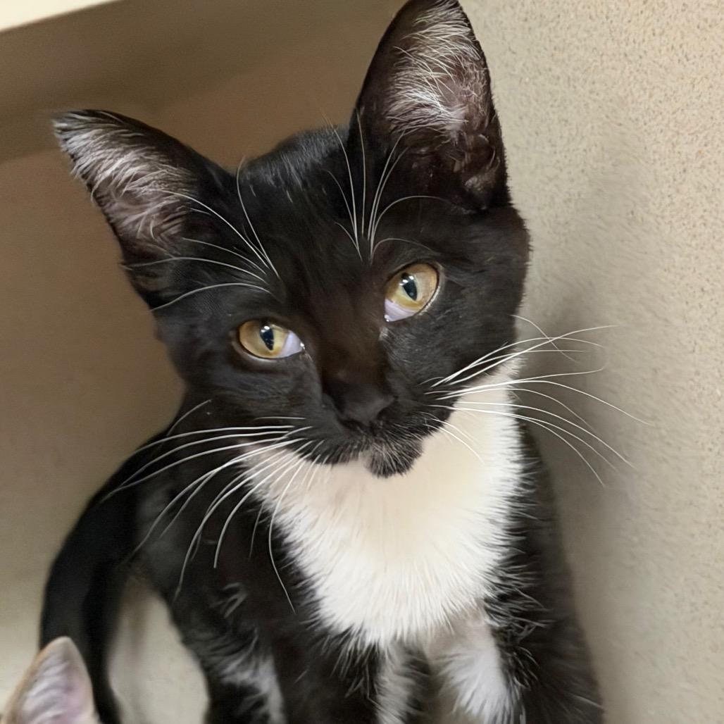 Gennifer, a Adoptable Domestic Short Hair in Durango, CO image 2/2