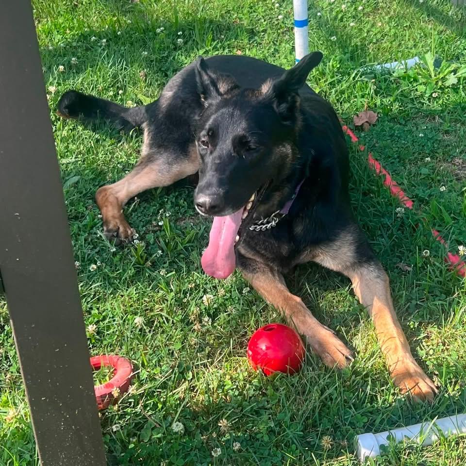 Nova, a ADOPTABLE German Shepherd Dog in Avondale, PA image 2/2