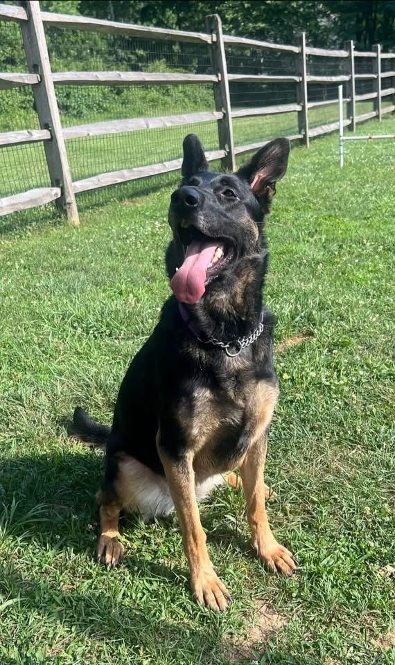 Nova, ADOPTABLE, Adult Female German Shepherd Dog.