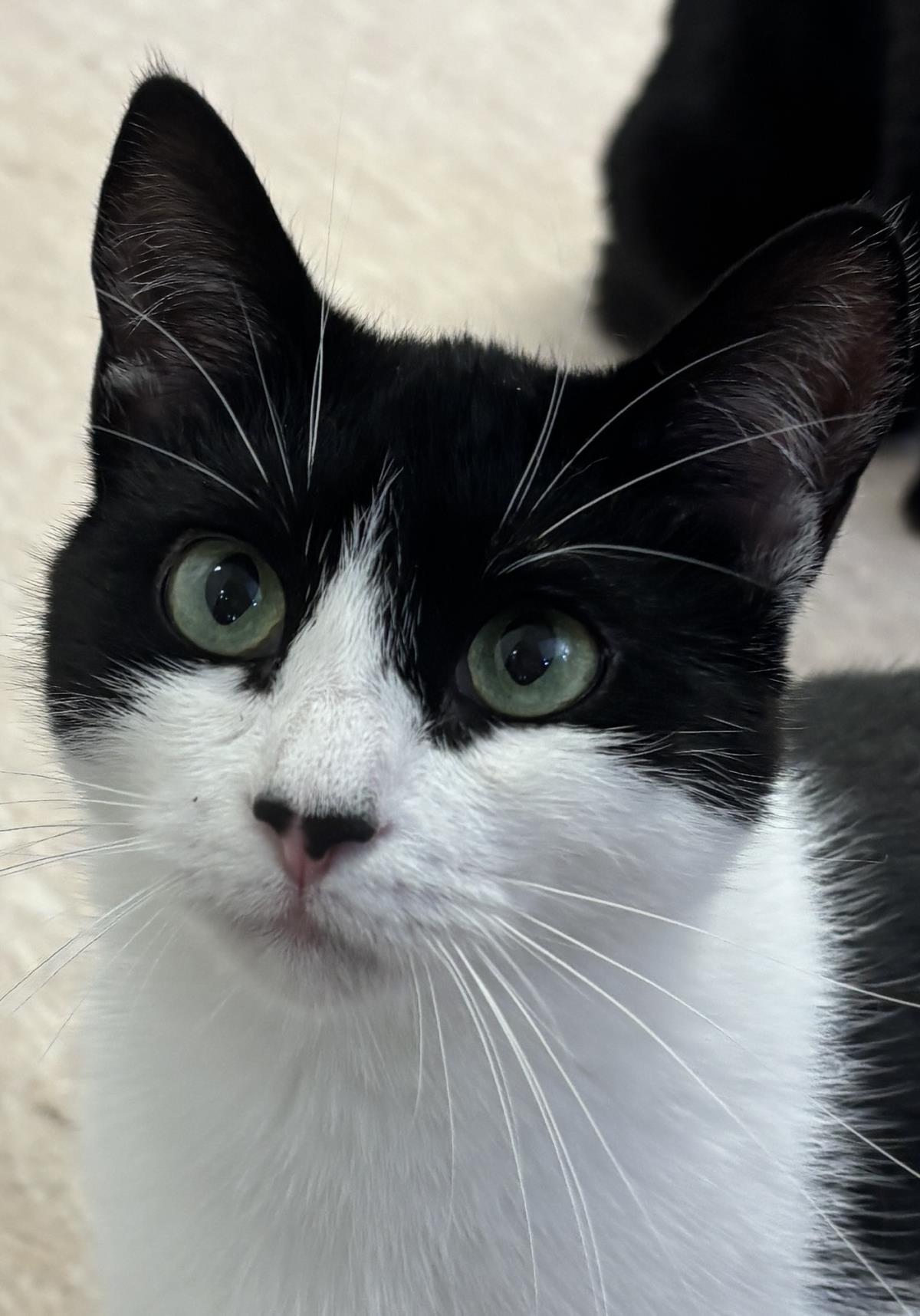Aurelia, Adoptable, Young Female Domestic Short Hair.