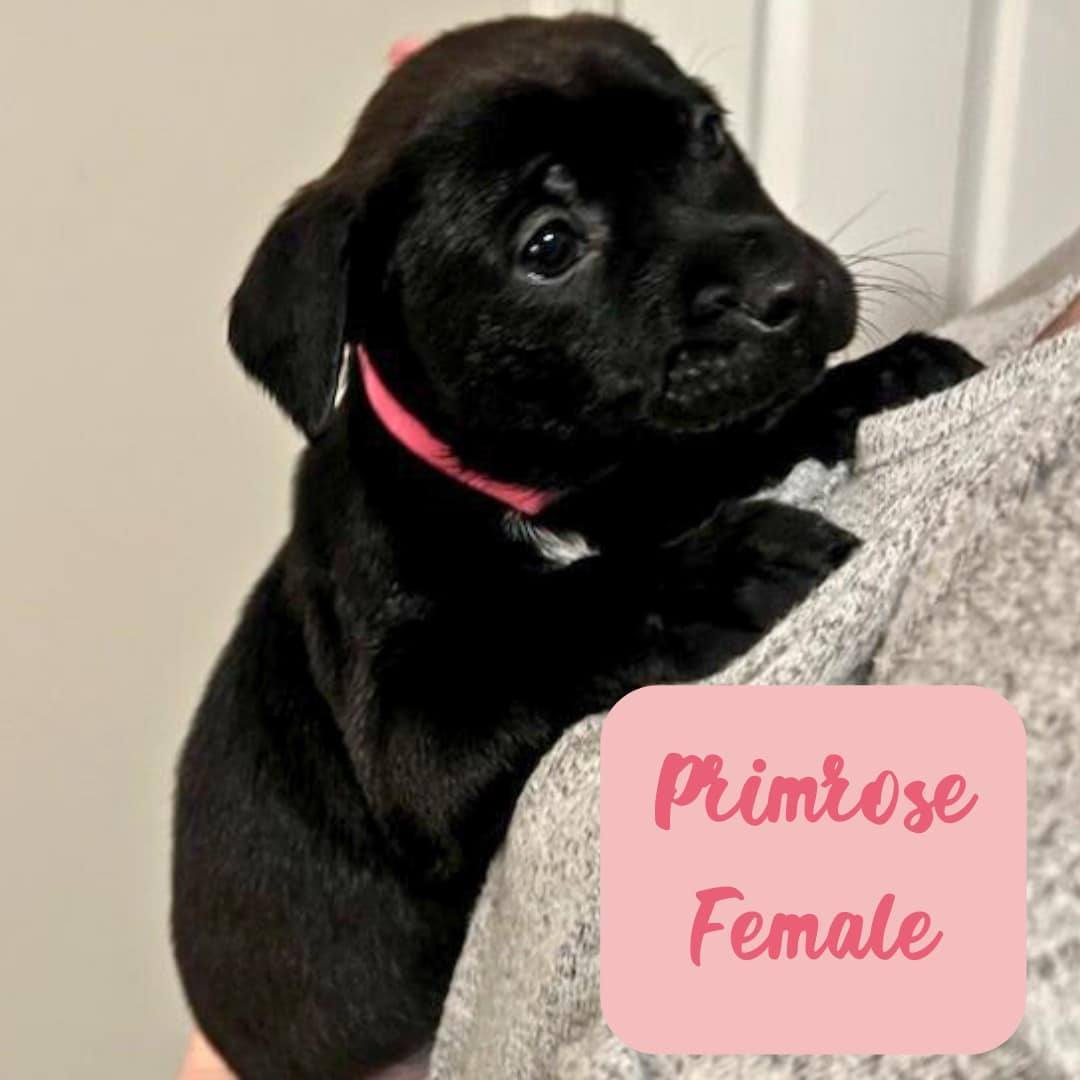 Enlarge Primrose, a Adopted mixed breed in Charlotte, NC image 1/1