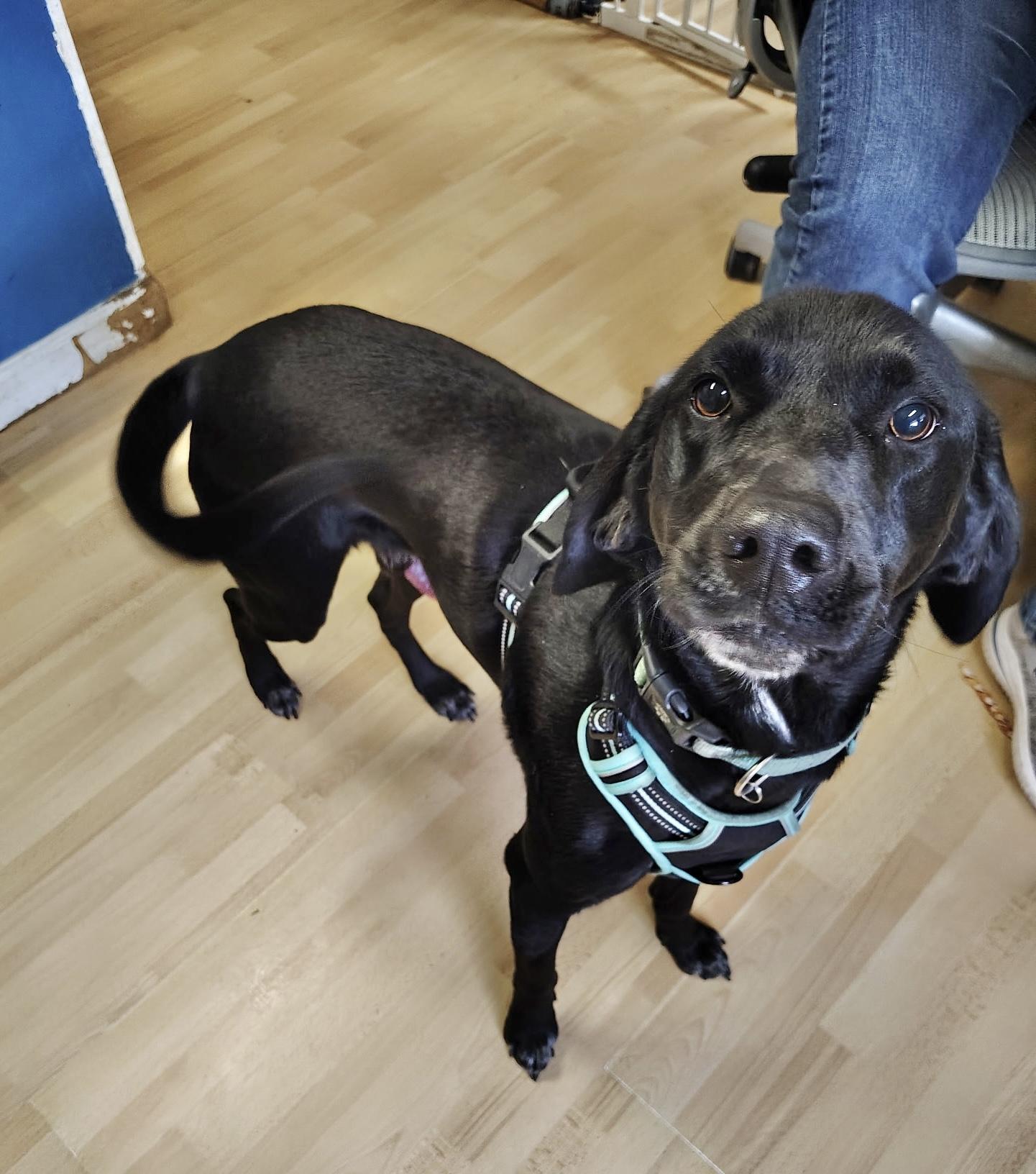 Enlarge Oliver, an adopted Labrador Retriever in Manchester, CT image 2/3