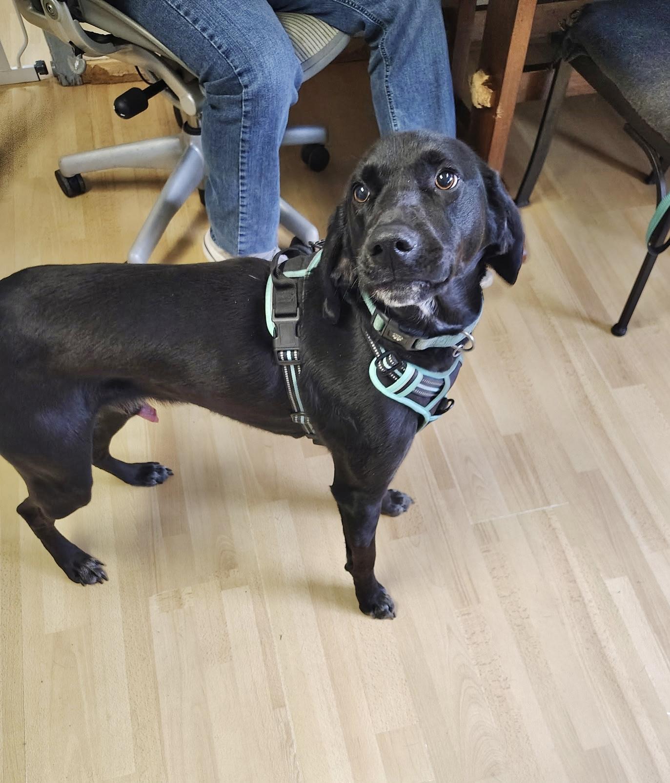 Enlarge Oliver, an adopted Labrador Retriever in Manchester, CT image 1/3