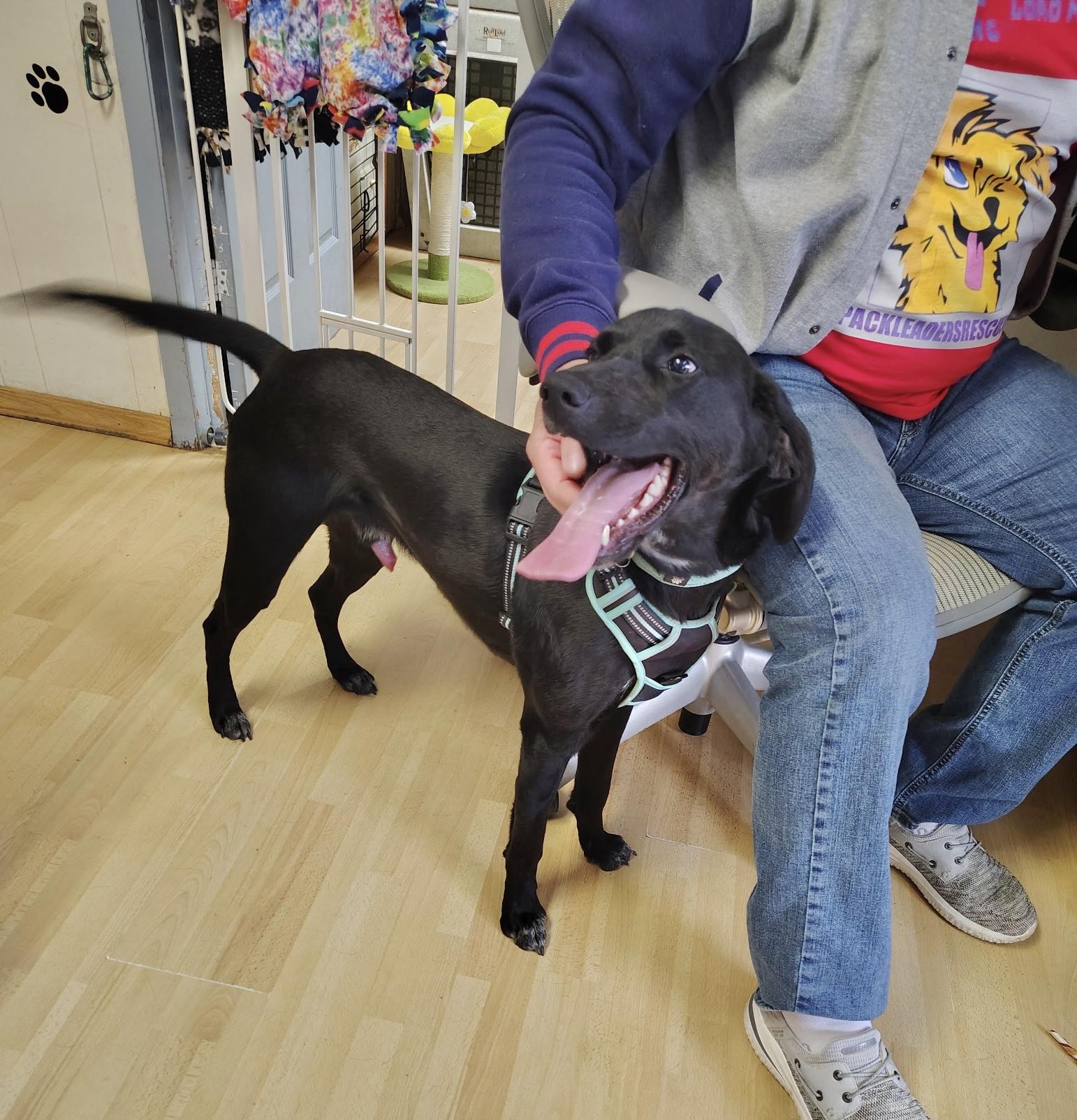 Enlarge Oliver, an adopted Labrador Retriever in Manchester, CT image 3/3