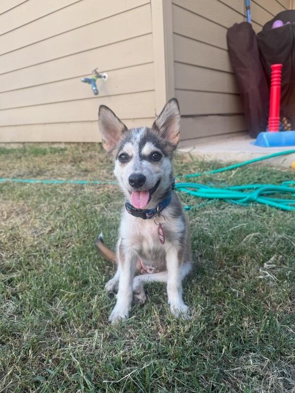Aspen, Adoptable, Puppy Female Siberian Husky & Mixed Breed.
