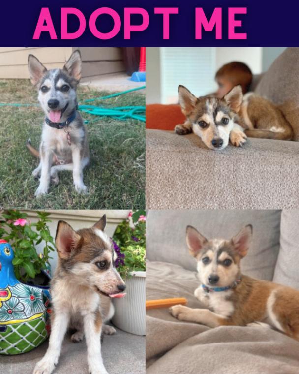Aspen, a Adoptable mixed breed in Boulder, CO image 2/2