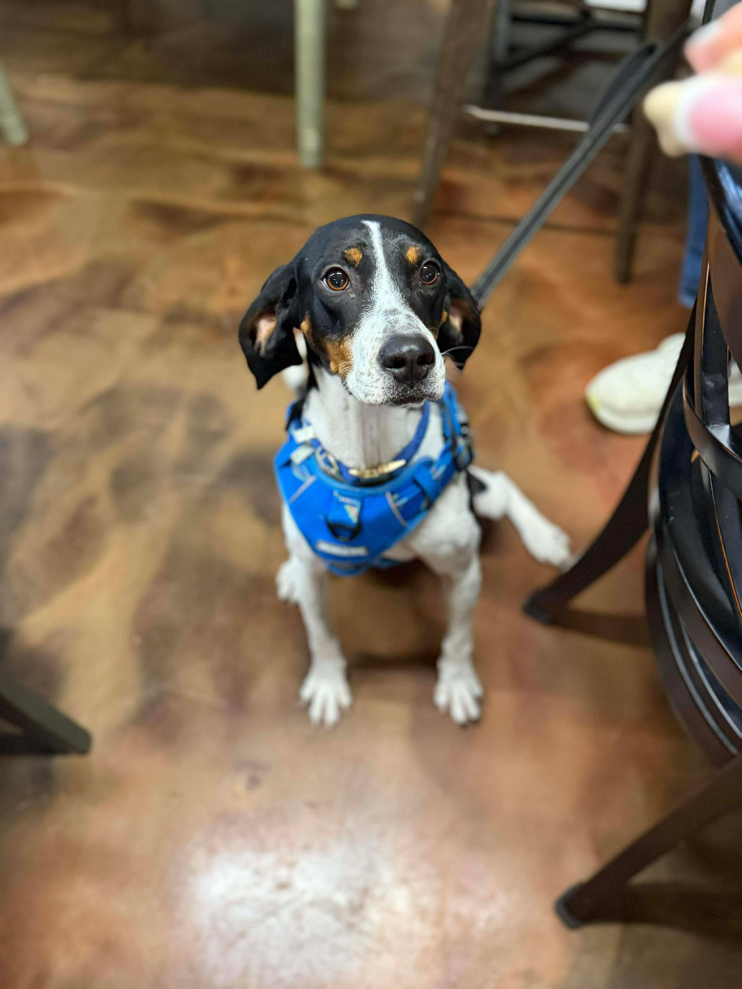 Delaney, a hold mixed breed in Westwood, NJ image 6/6