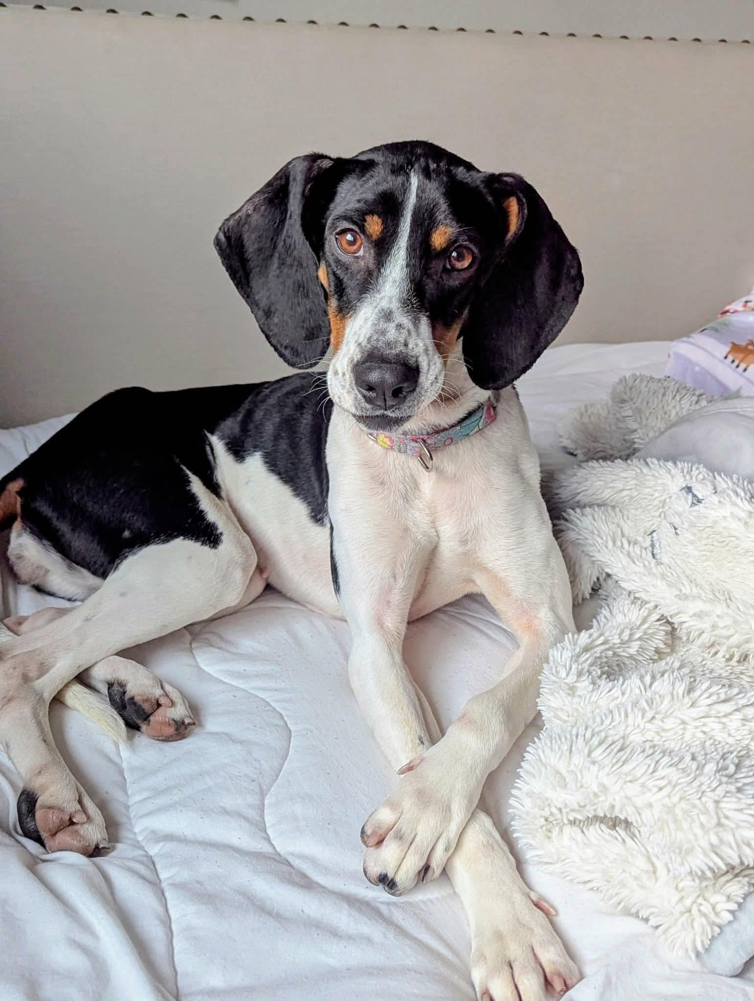 Delaney, a hold mixed breed in Westwood, NJ image 2/6