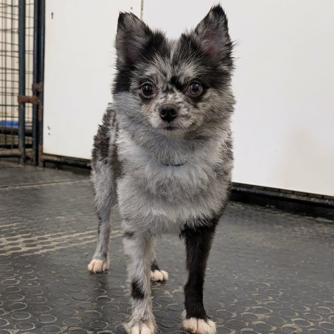 Enlarge Rango- Home Visit in Process, an adopted Pomeranian in Hartland, WI image 4/6