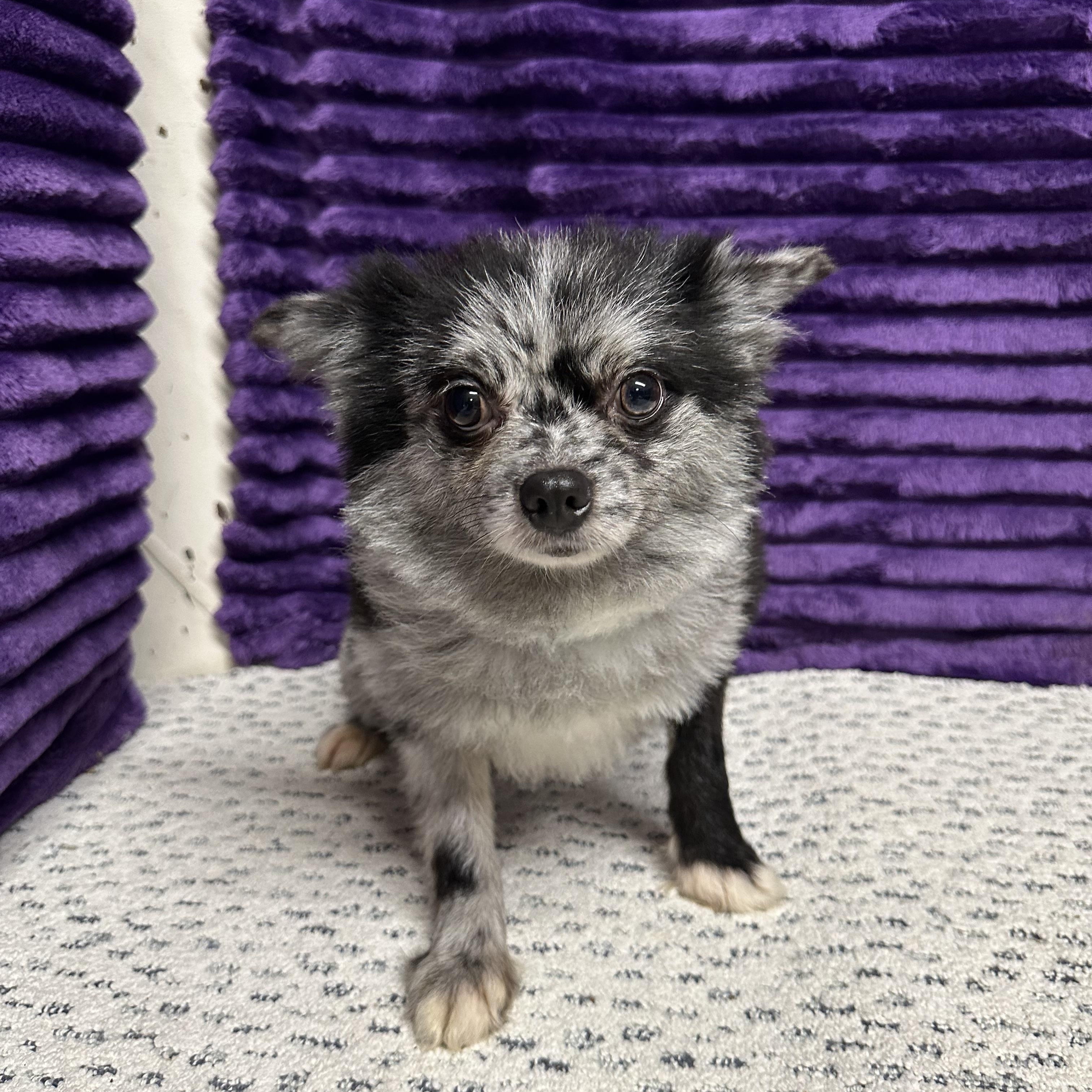 Enlarge Rango- Home Visit in Process, an adopted Pomeranian in Hartland, WI image 2/6
