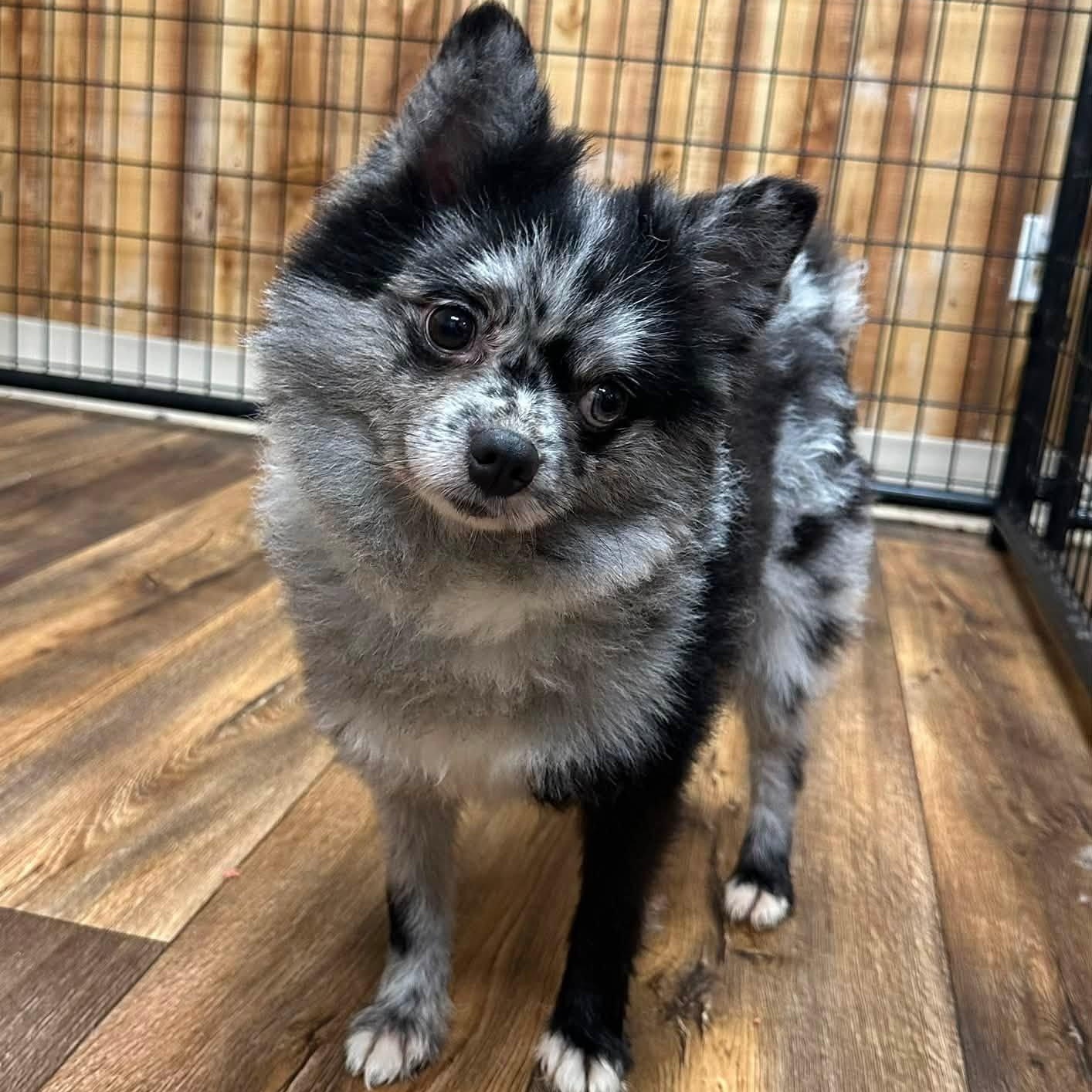 Rango- Home Visit in Process, adopted, Young Male Pomeranian.