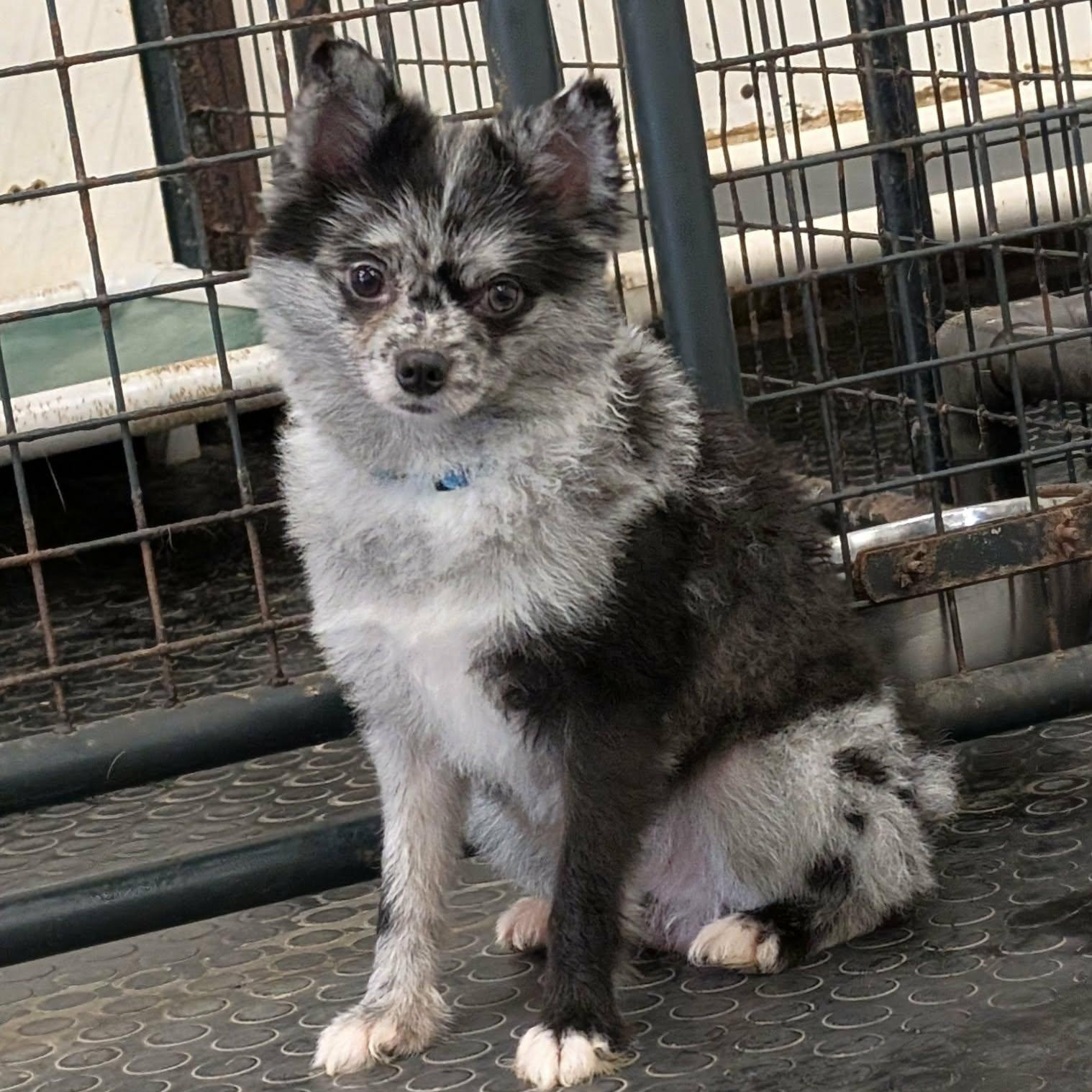 Enlarge Rango- Home Visit in Process, an adopted Pomeranian in Hartland, WI image 5/6